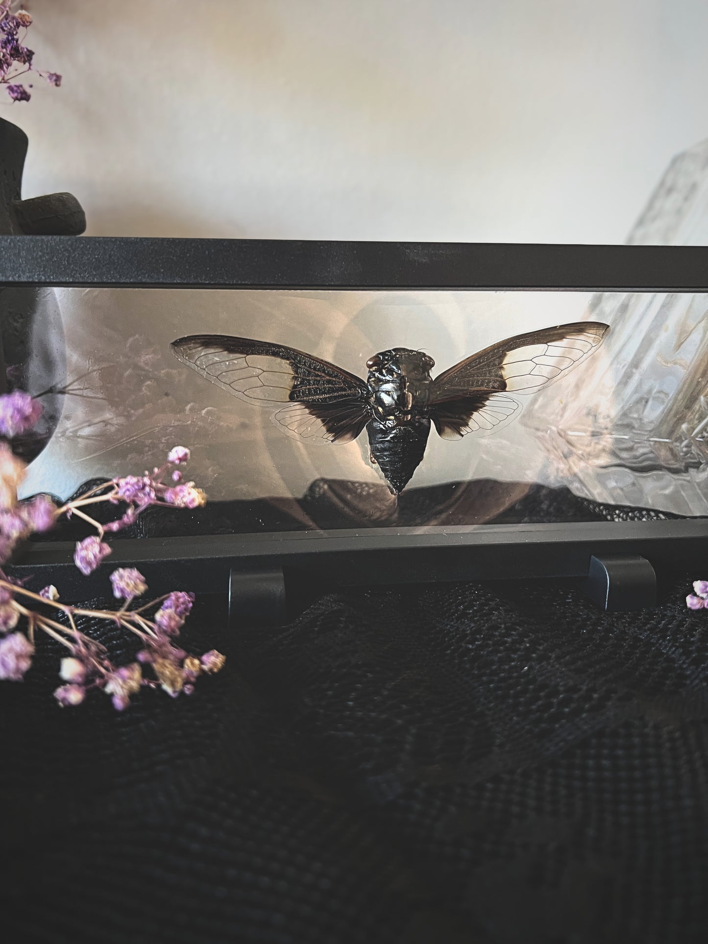 Batwing Cicada (Cryptotympana Aquila) in Display Case