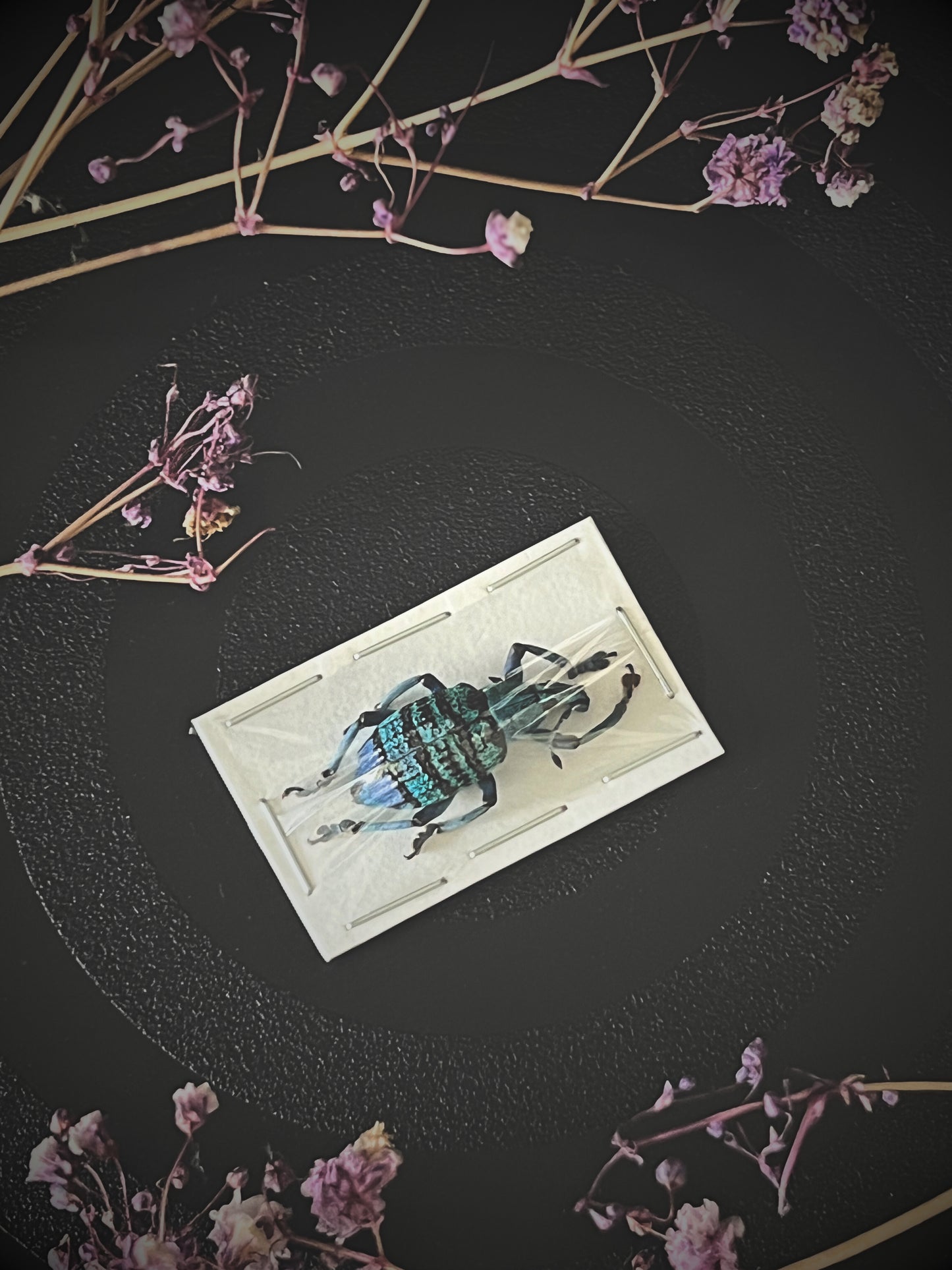 Turquoise Weevil Beetle (Eupholus Bortolussii) Specimen