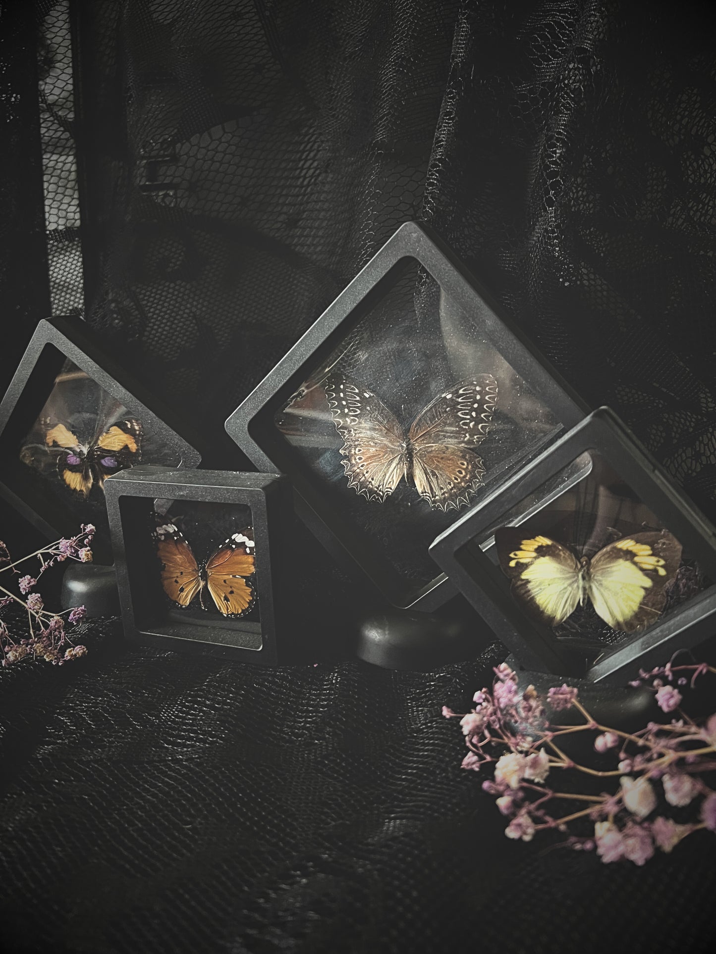 Butterfly in Display Case | Lucky Dip