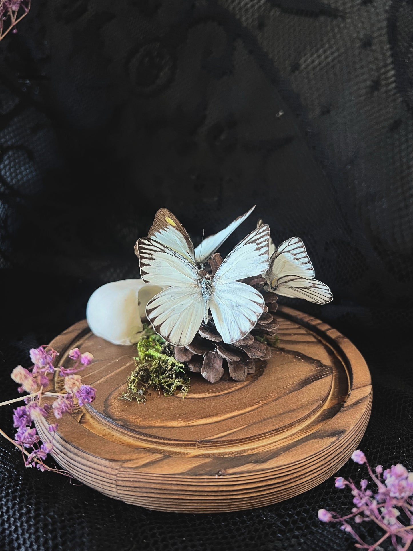 Eastern Striped Albatross Butterflies (Appias Libythea Olferna) & Crow Skull (Corvus Corone) in Glass Dome