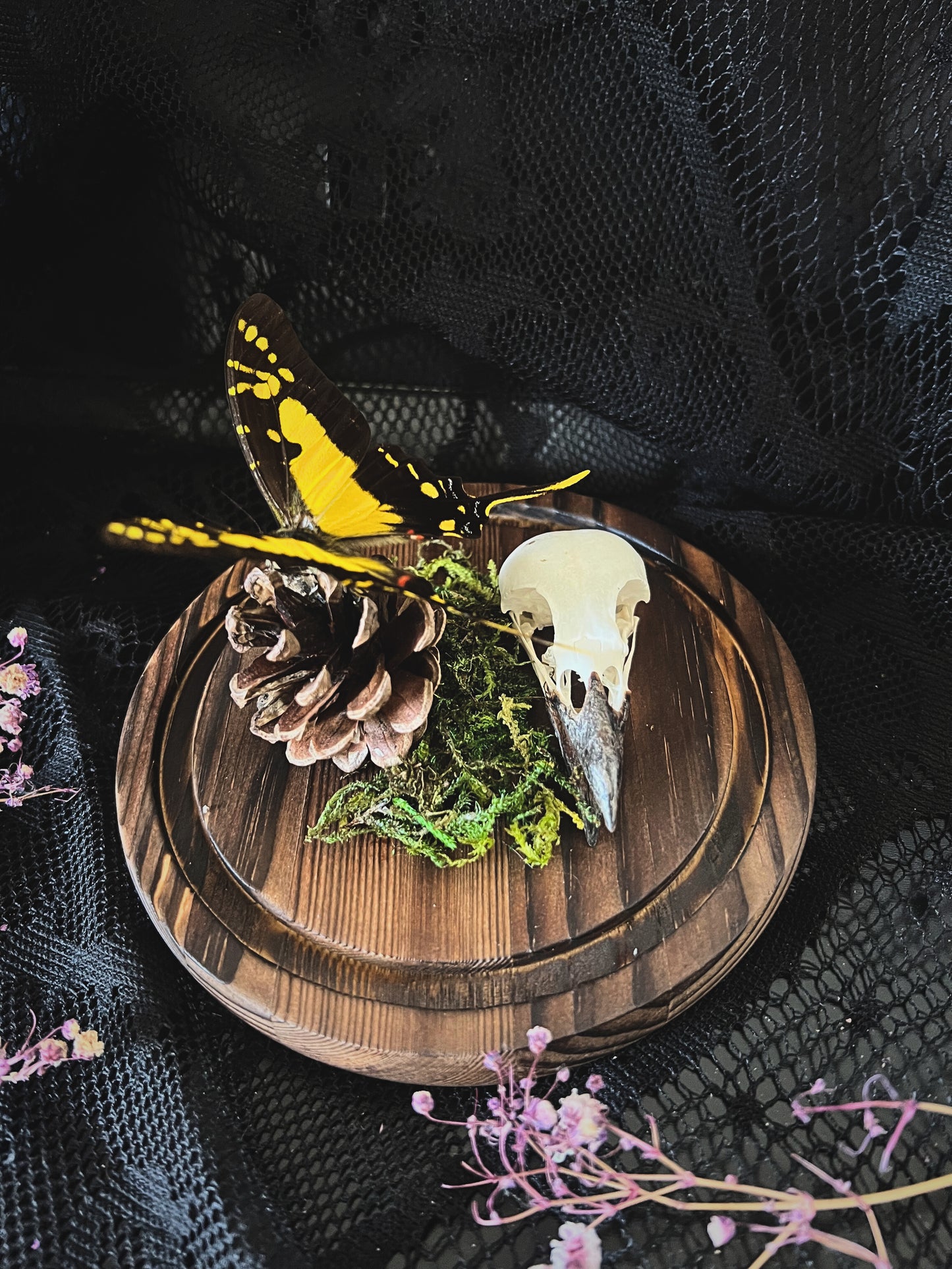Orange Kite-Swallowtail Butterfly (Eurytides Thyastes) & Magpie Skull (Pica Pica) in Glass Dome