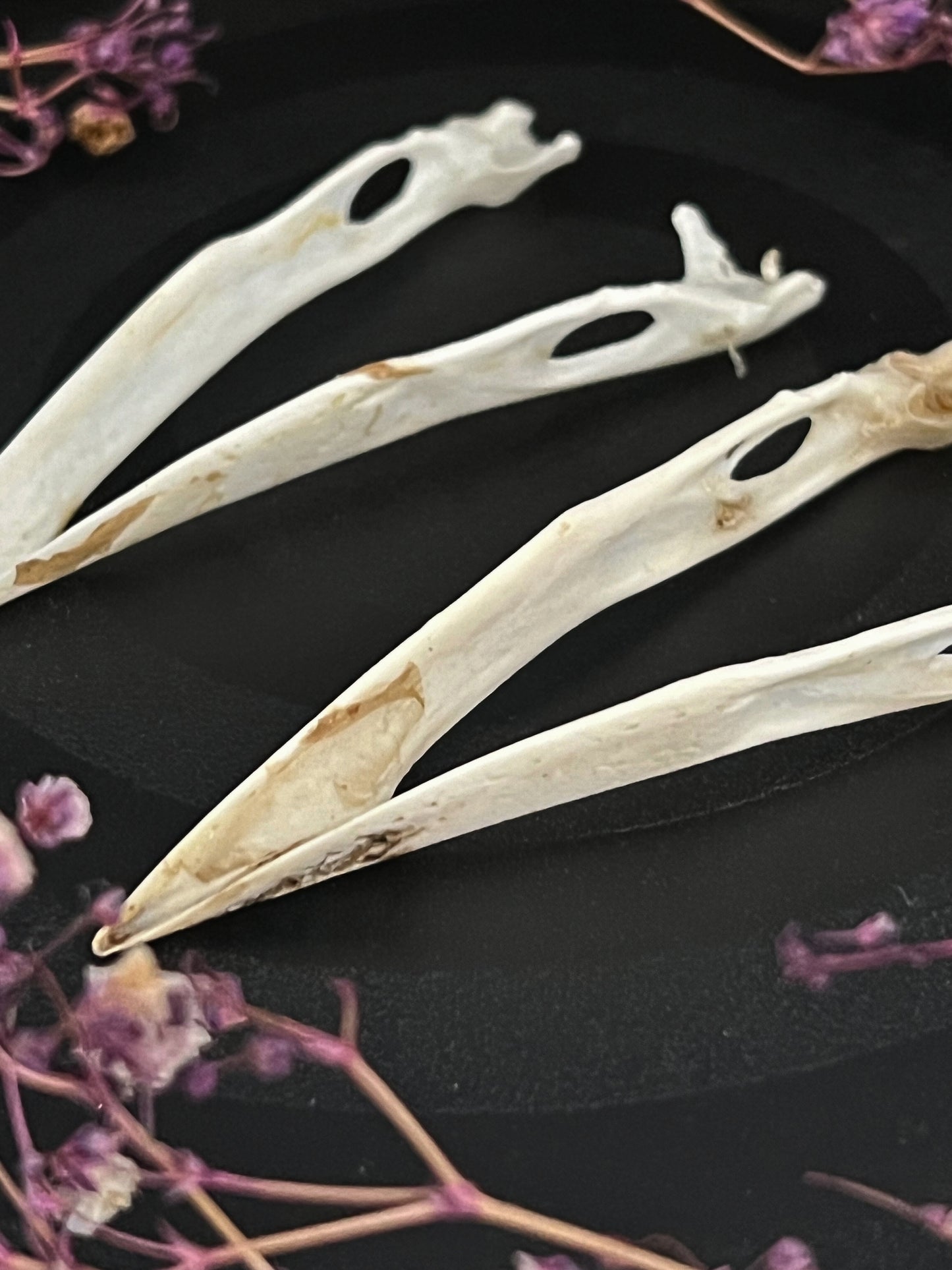 Crow Jawbone (Corvus Corone)