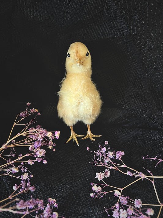 Yellow Taxidermy Chick