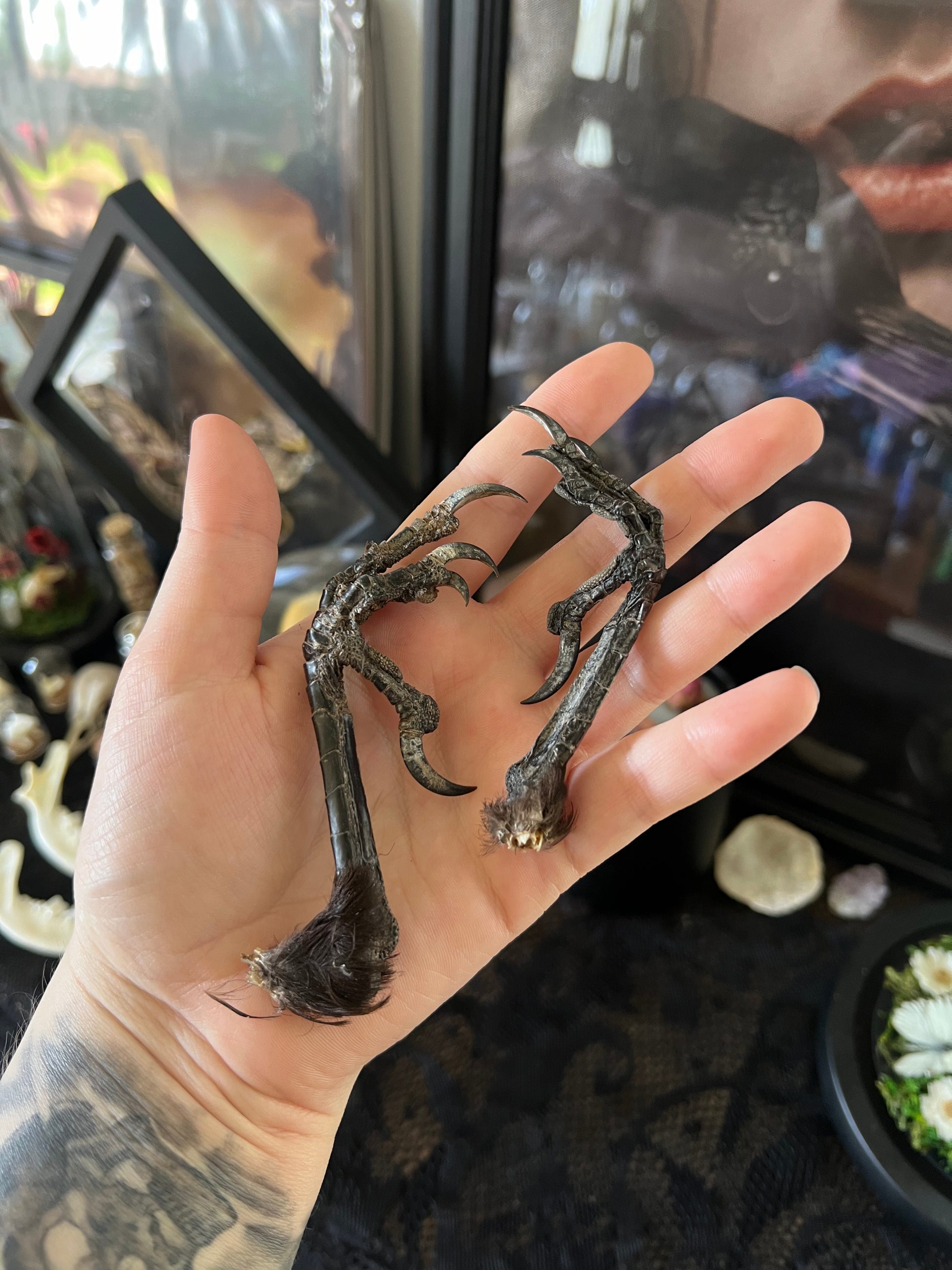 Hand holding a pair of crow feet against a blurred background.