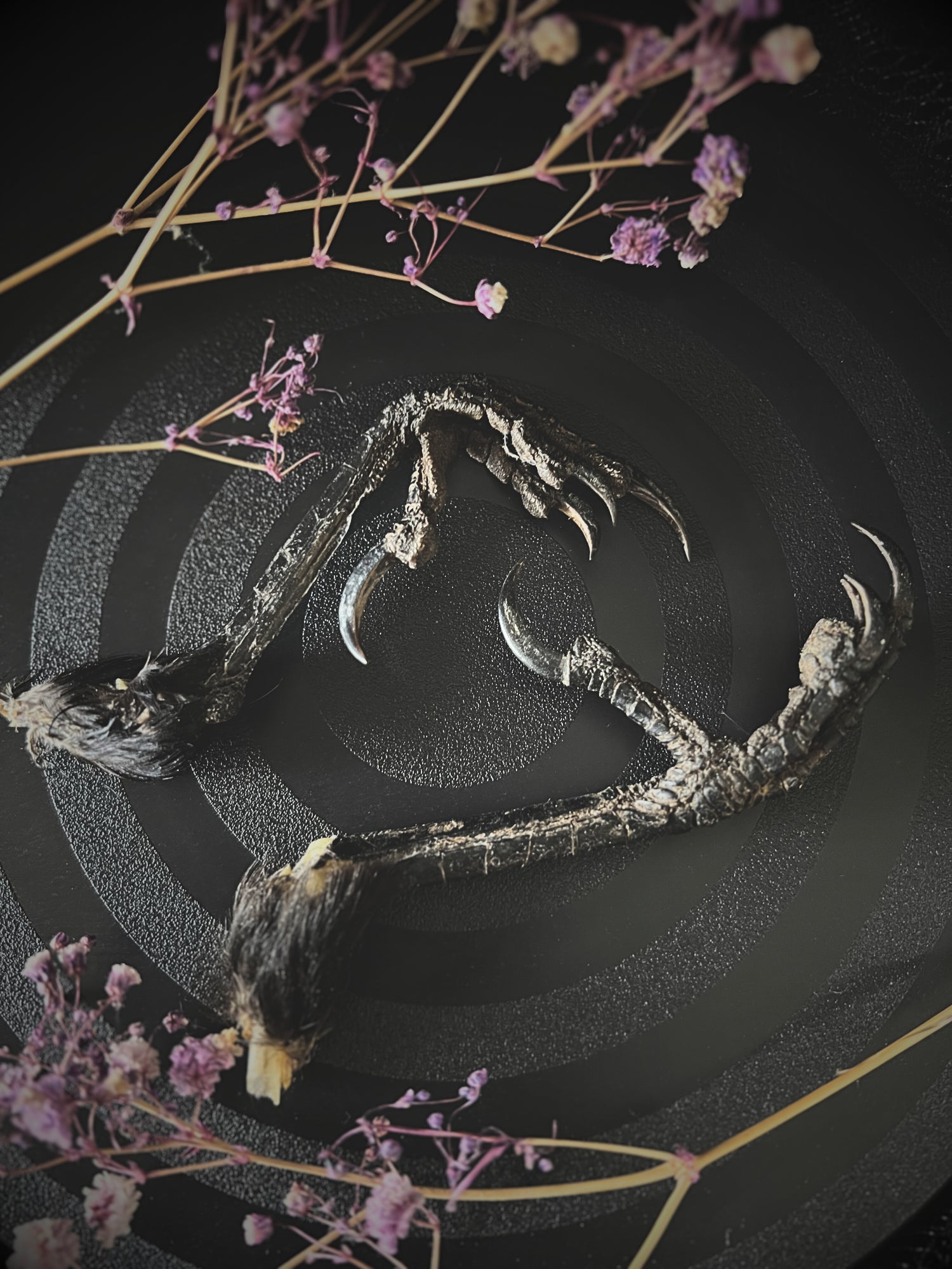 Crow feet on a dark surface with dried flowers
