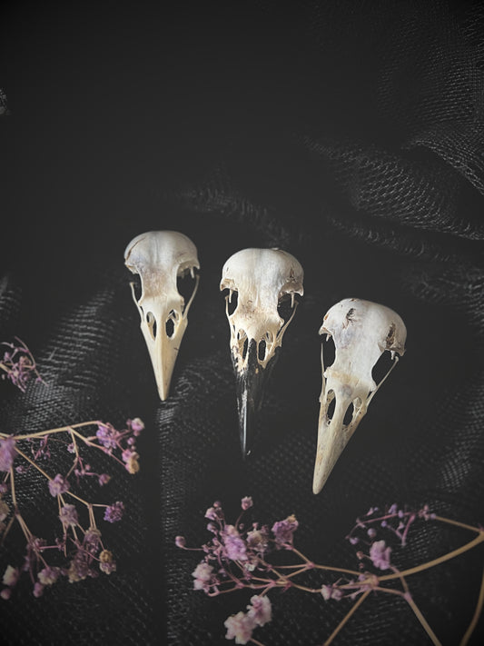 Three crow skulls on a dark textured background with purple flowers.