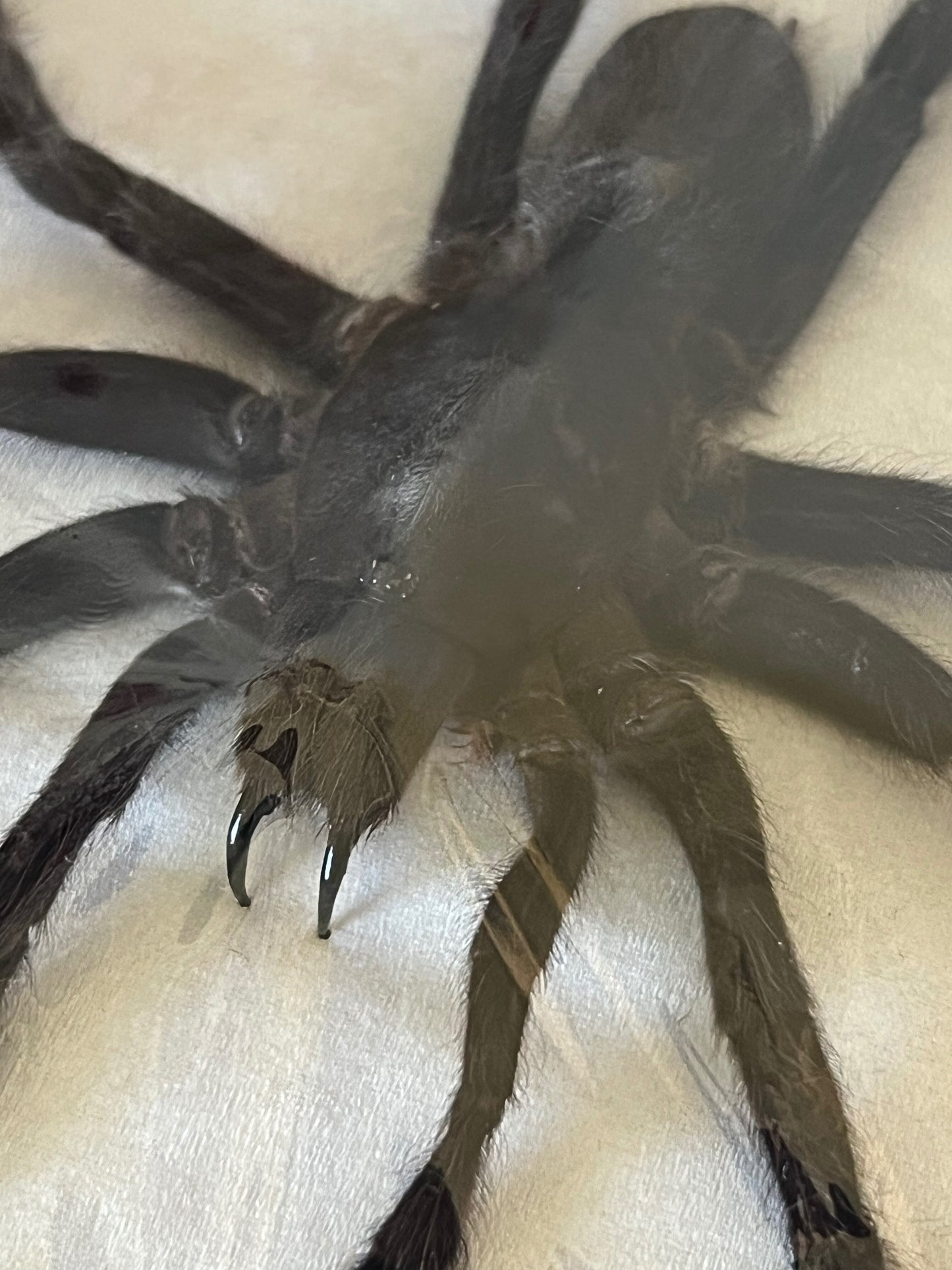 Java Yellow Kneed Tarantula (Selenocosmia Dolichoplectra) XL Spread Specimen