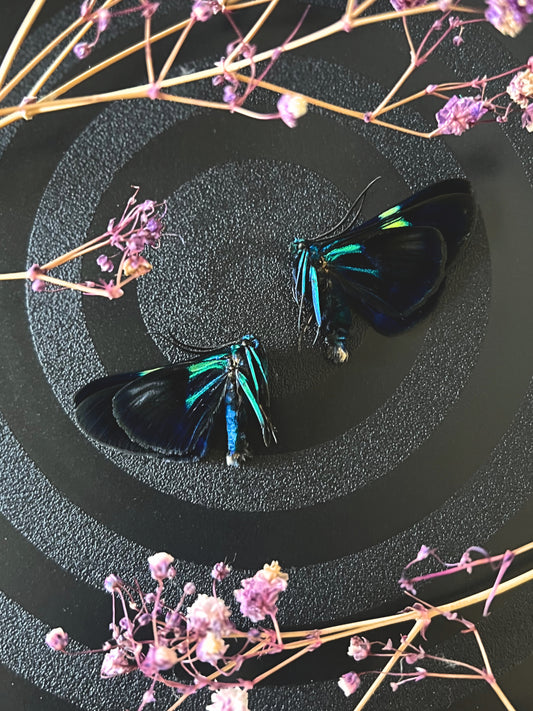 Blue Day Flying Moth (Milionia Delicatula) Unspread Specimen