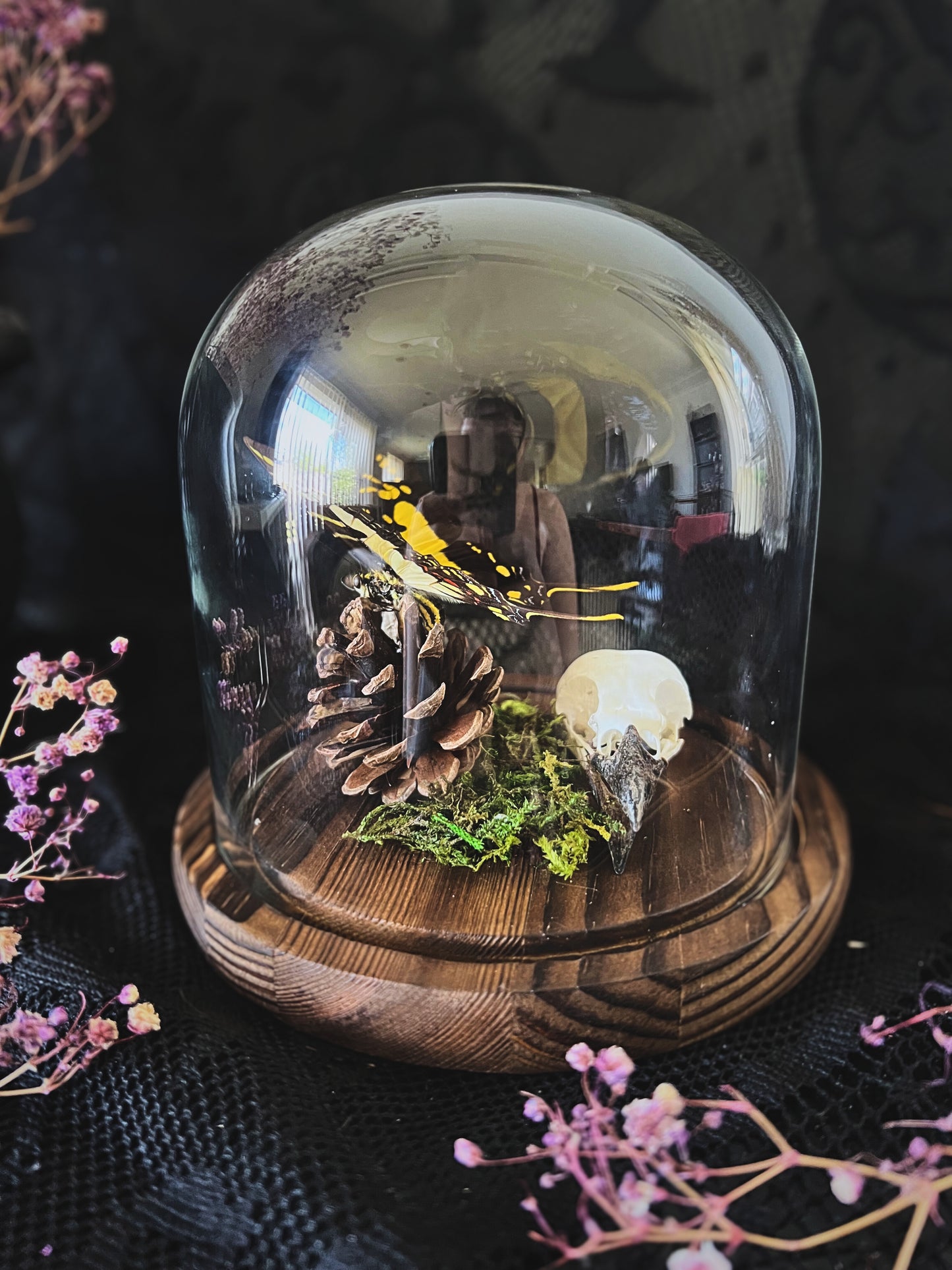 Orange Kite-Swallowtail Butterfly (Eurytides Thyastes) & Magpie Skull (Pica Pica) in Glass Dome