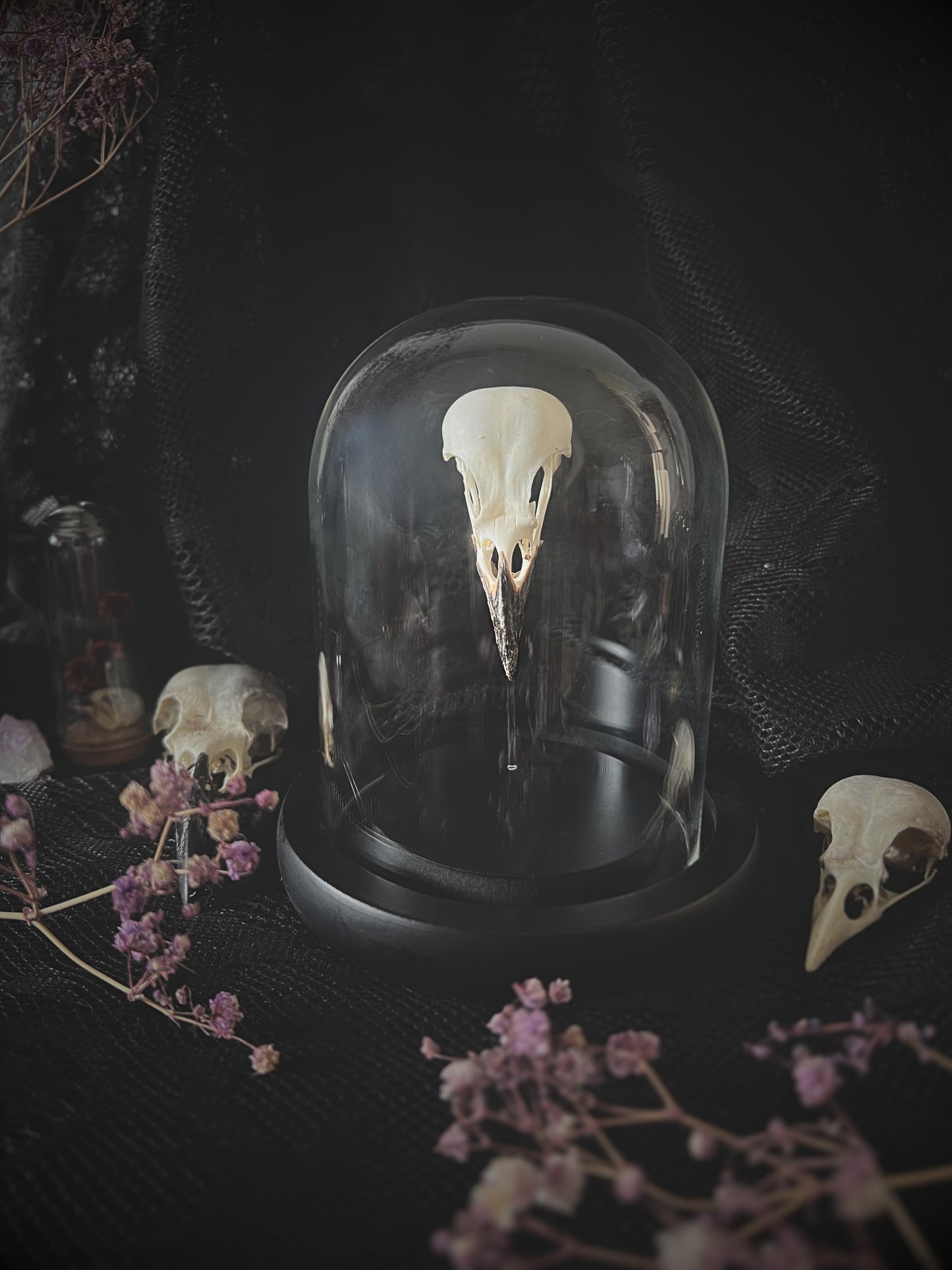 Complete Eurasian Magpie Skull (Pica Pica) in Glass Dome | A Quality
