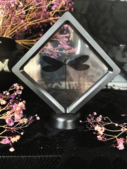 Nila Flashwing Damselfly (Vestalis Luctuosa) in Display Case