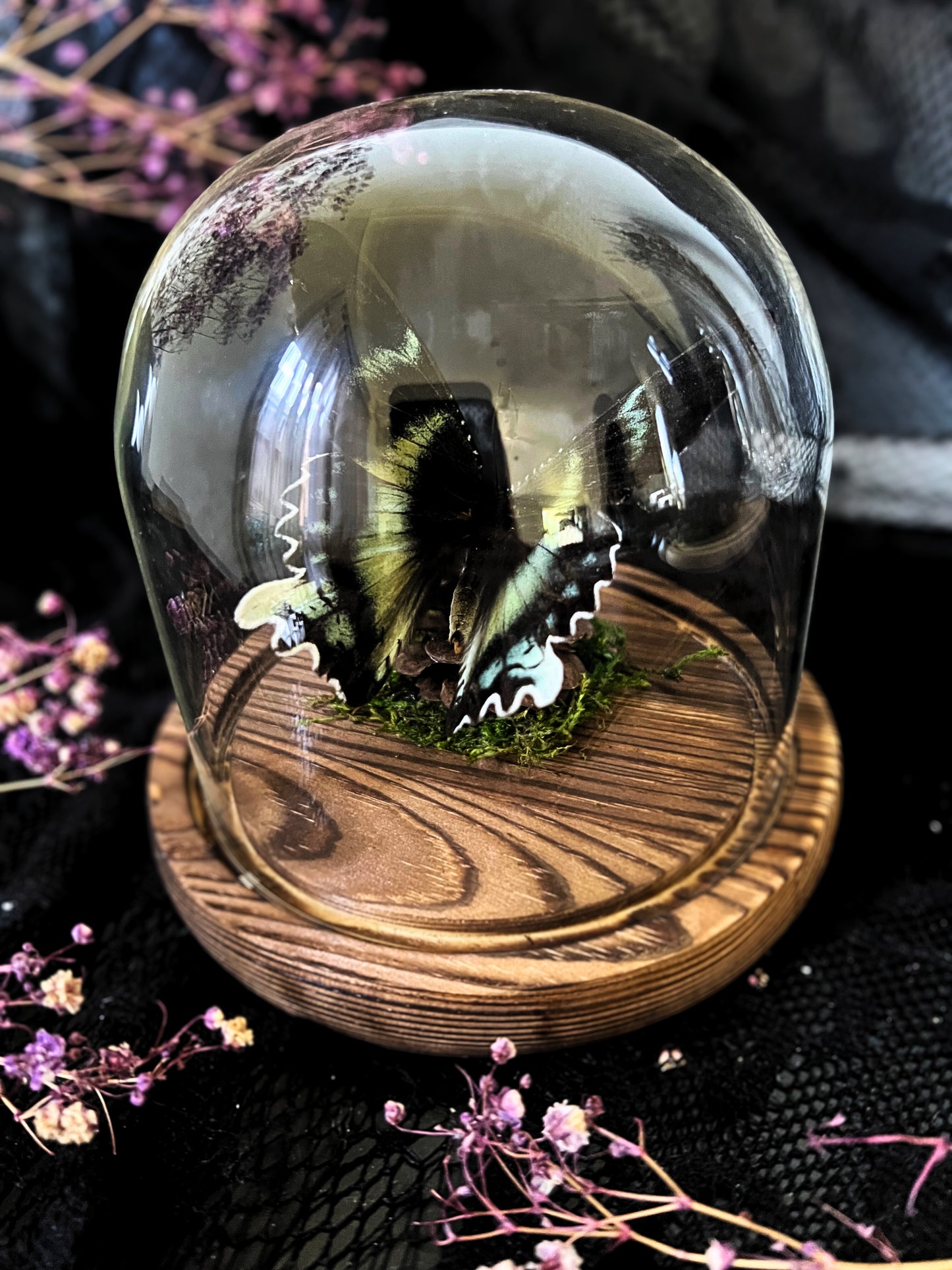 Swallowtail Moth (Alcides Orontes) in Glass Dome