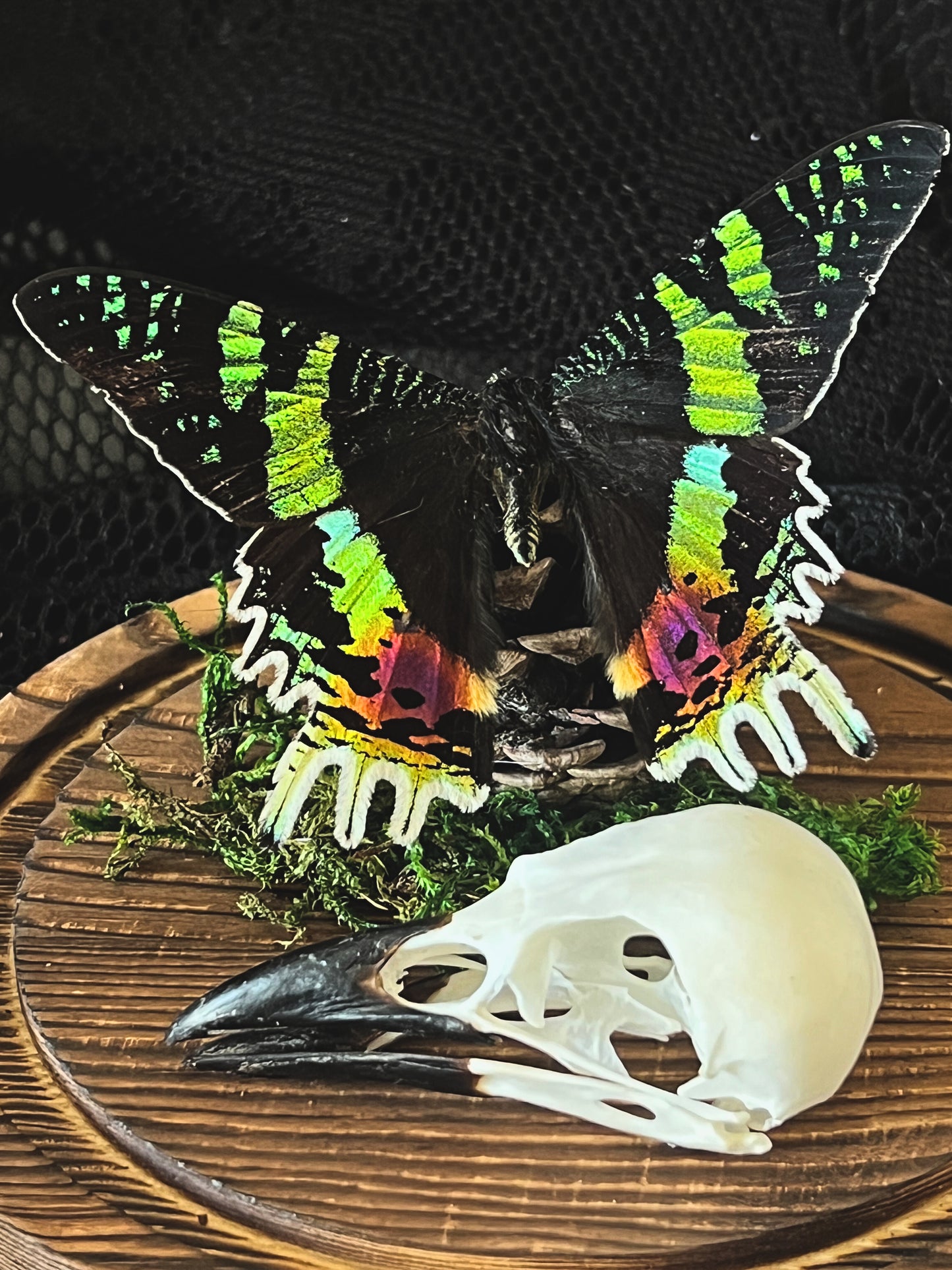 Madagascan Sunset Moth (Urania Ripheus, Chrysiridia Rhipheus) & Magpie Skull (Pica Pica) in Glass Dome