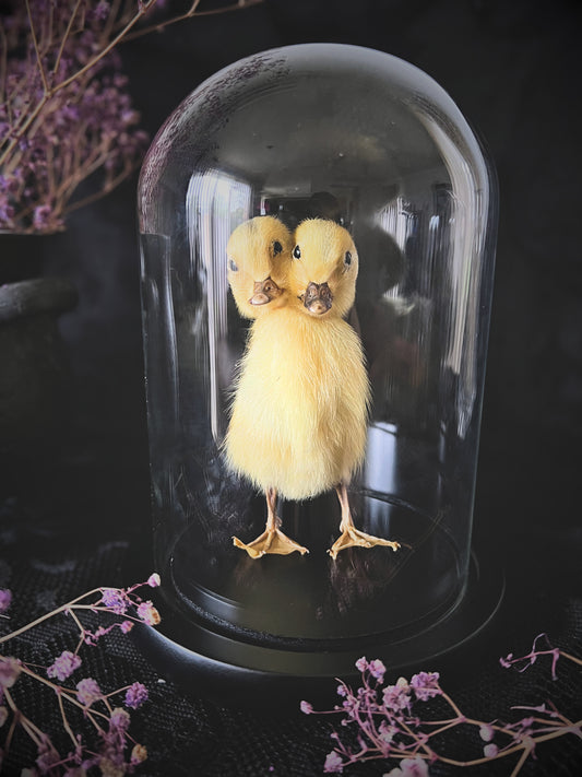 Two-Headed Taxidermy Yellow Duckling in Glass Dome