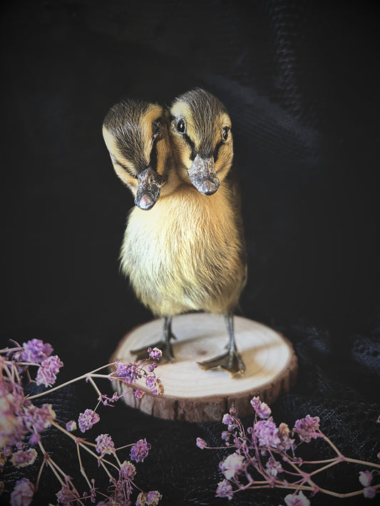Two-Headed Taxidermy Striped Yellow Duckling on Natural Wood Slice