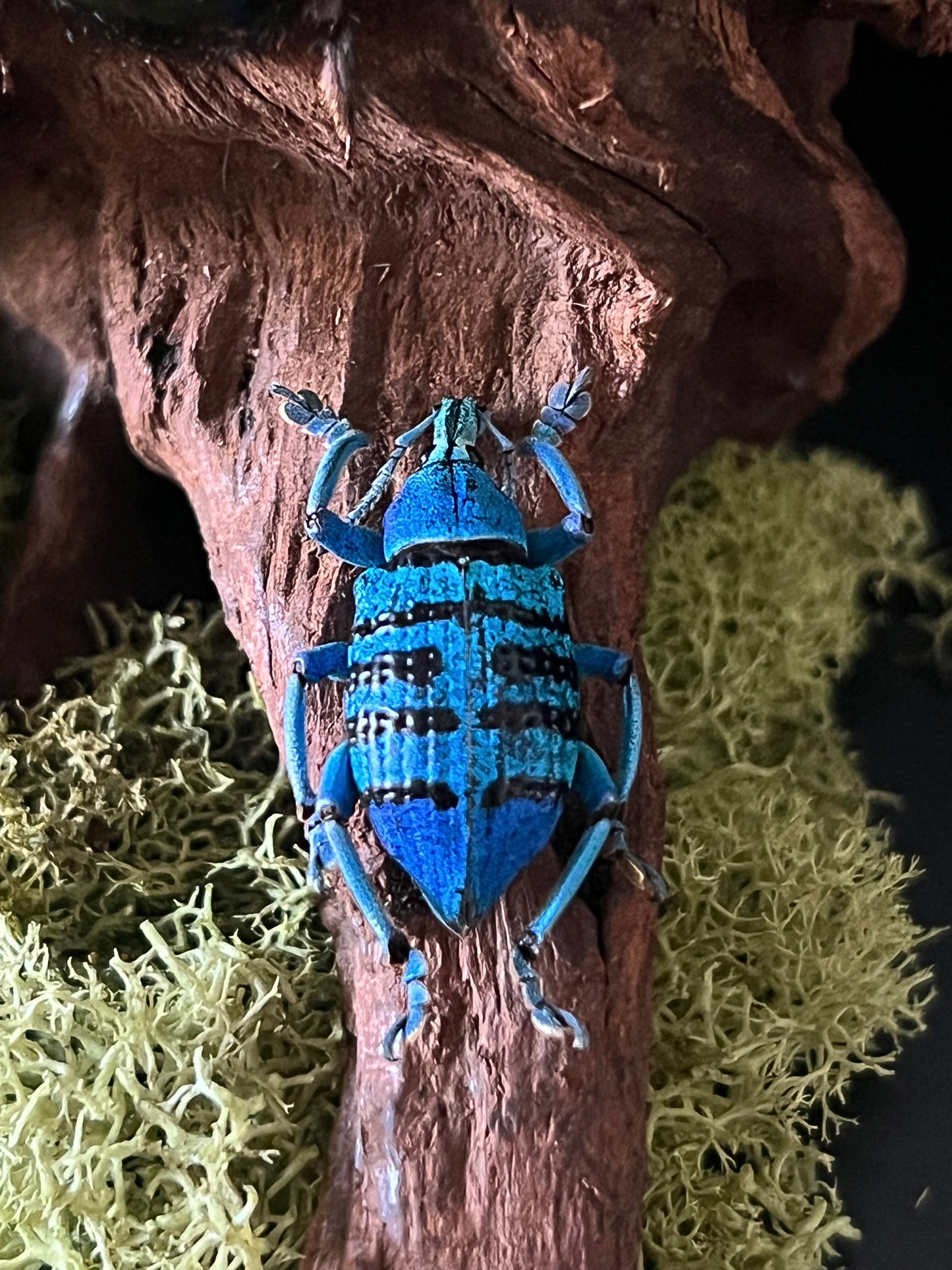 Short-Lined Kite Swallowtail Butterfly (Eurytides Agesilaus), Blue Carpenter Bee (Xylocopa Caerulea) & Turquoise Weevil Beetle (Eupholus Bortolussii) in Glass Dome