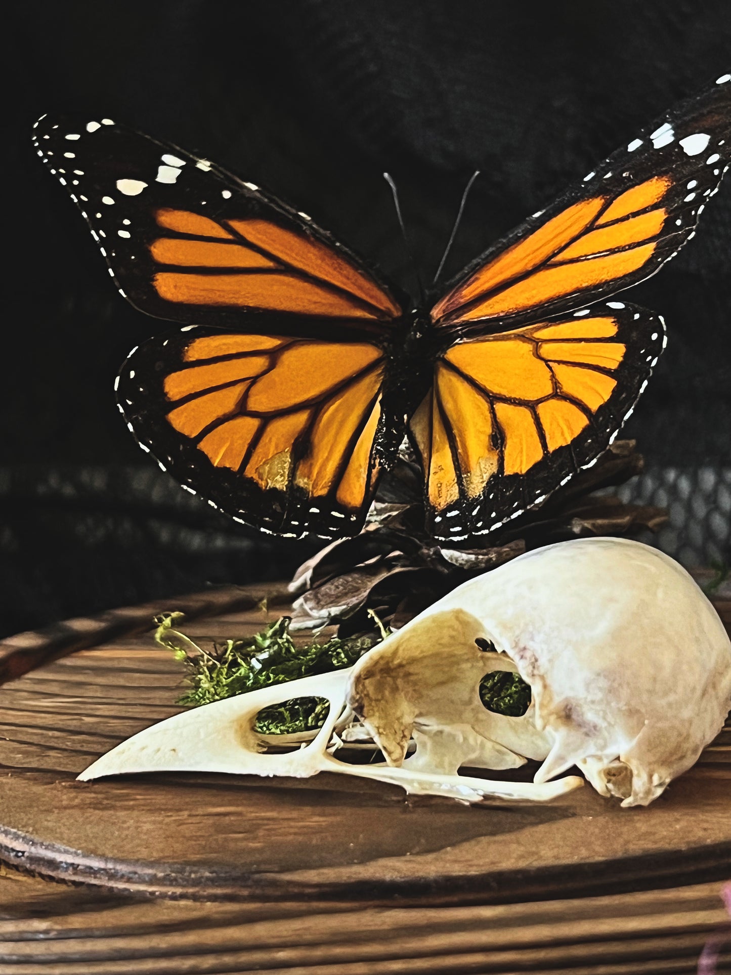 Monarch Butterfly (Danaus Plexippus) & Magpie Skull (Pica Pica) in Glass Dome