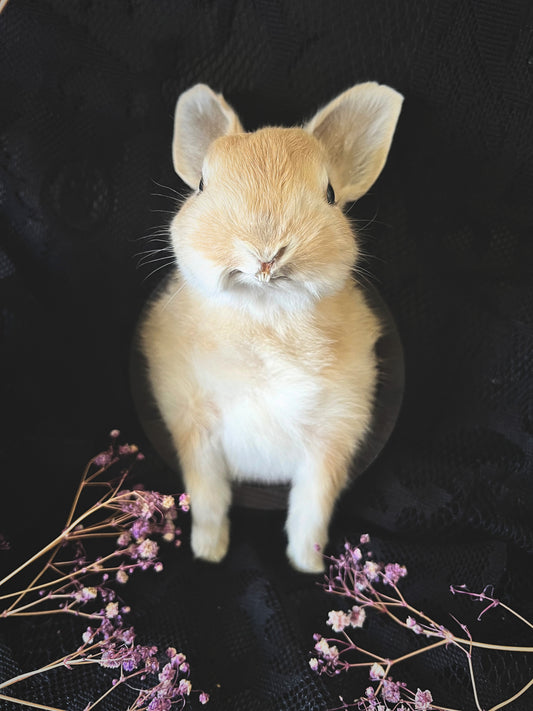Taxidermy Bunny Head - Wall Plaque - Red & White