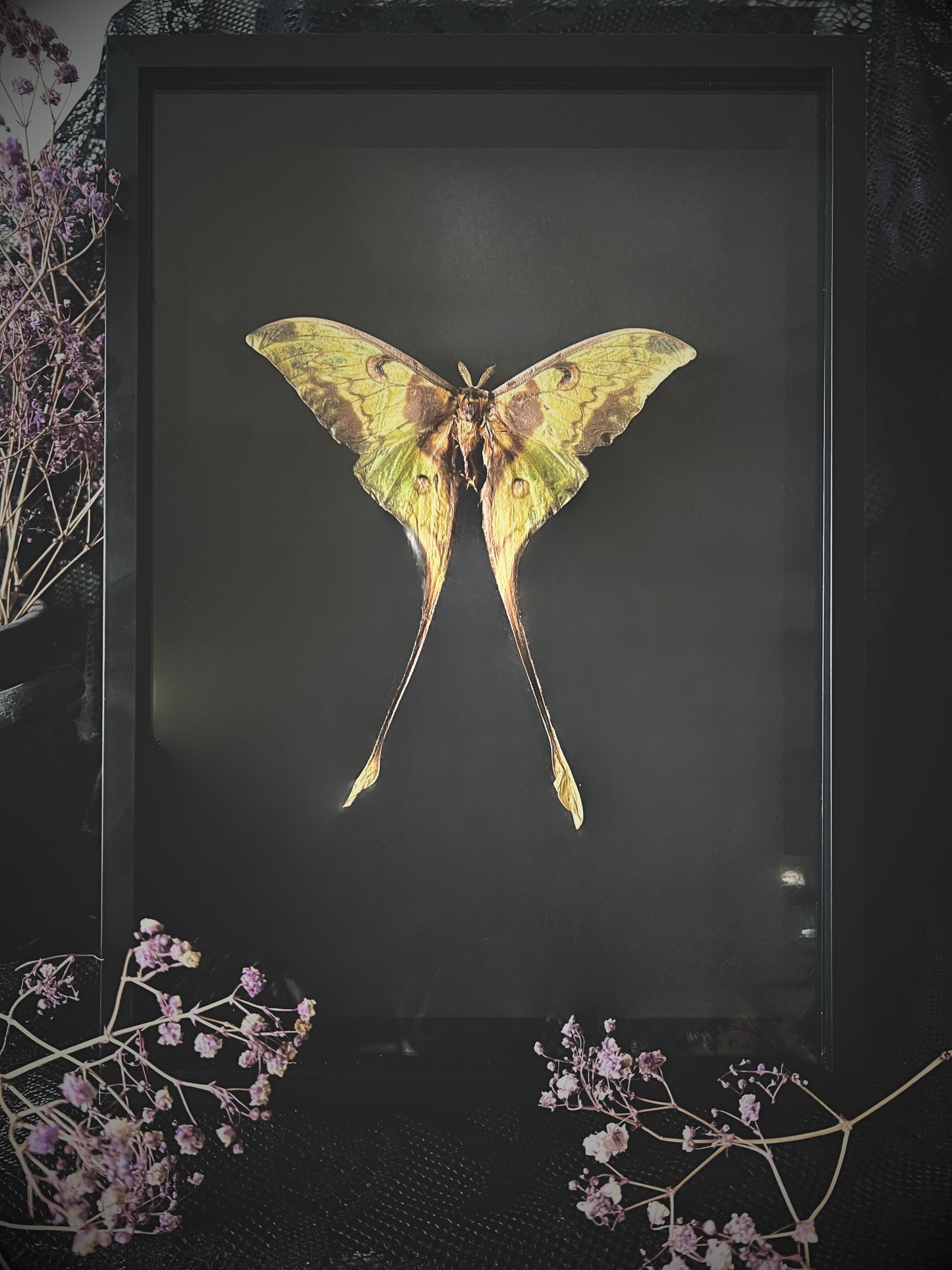 Malaysian Moon Moth (Actias Maenas) in Shadow Box Frame