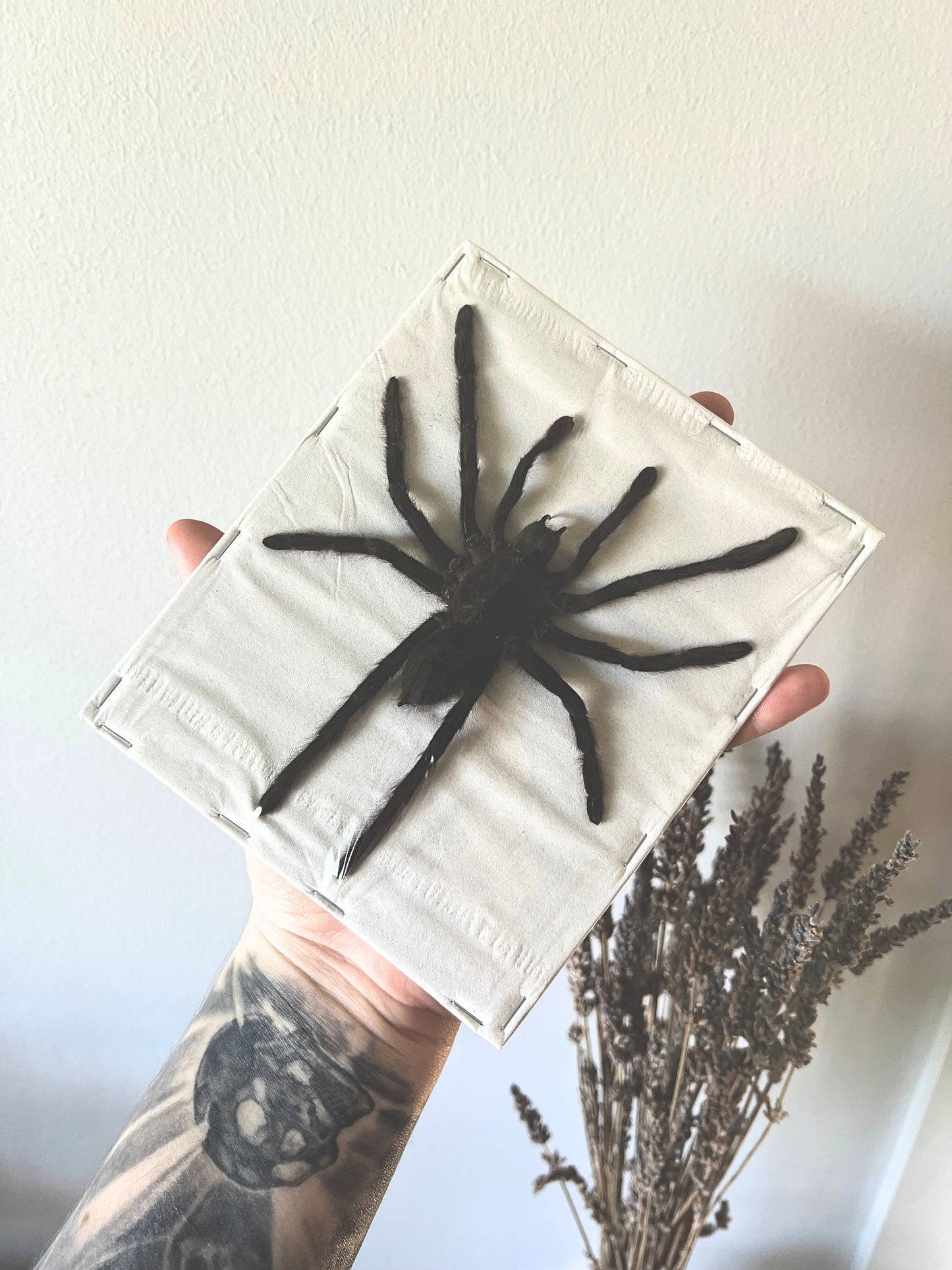 Java Yellow Kneed Tarantula (Selenocosmia Dolichoplectra) XL Spread Specimen