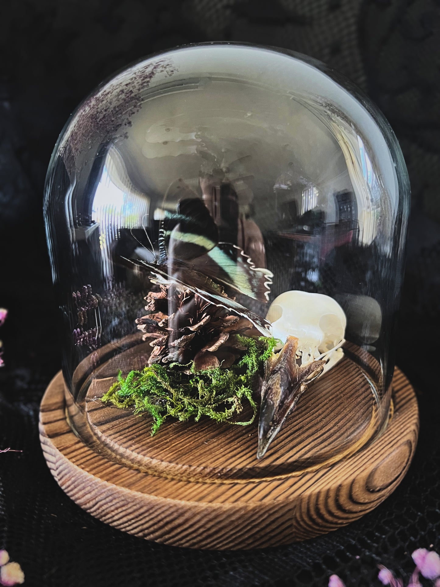 Swallowtail Moth (Alcides Orontes) & Crow Skull (Corvus Corone) in Glass Dome