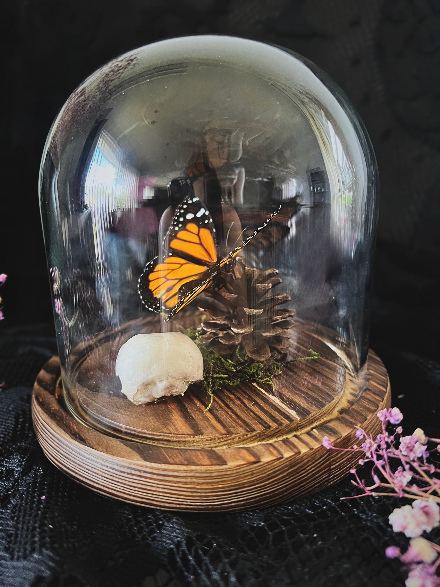 Monarch Butterfly (Danaus Plexippus) & Magpie Skull (Pica Pica) in Glass Dome