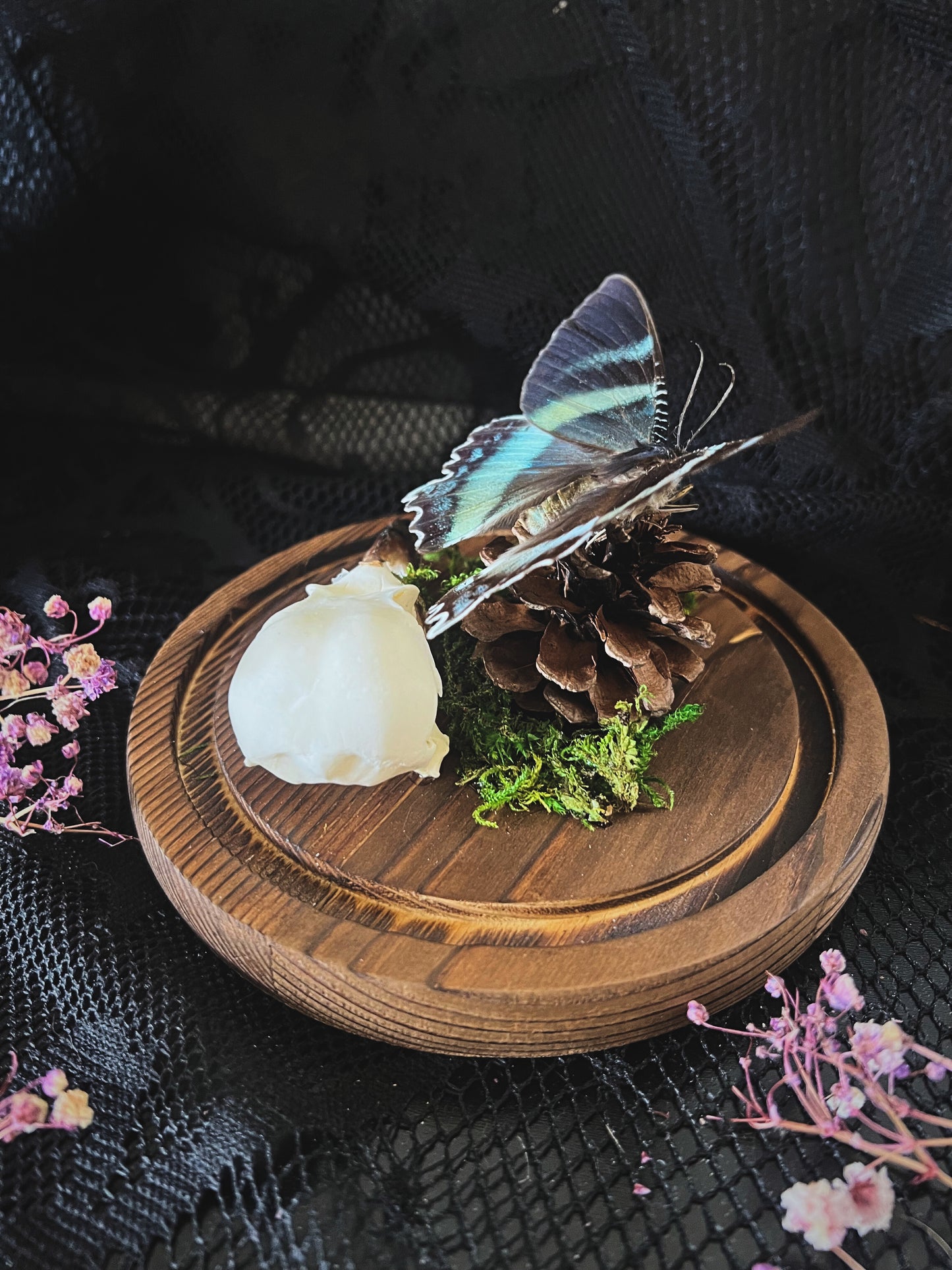 Swallowtail Moth (Alcides Orontes) & Crow Skull (Corvus Corone) in Glass Dome