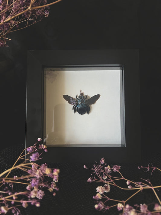 Blue Carpenter Bee (Xylocopa Caerulea) in Shadow Box Frame | Female
