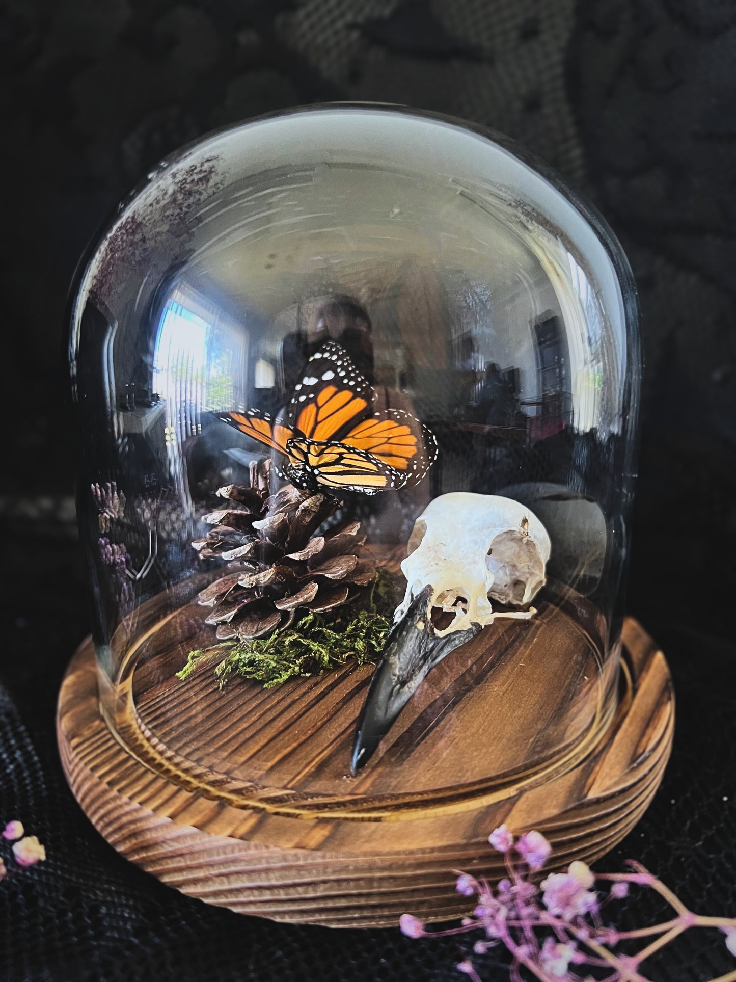 Monarch Butterfly (Danaus Plexippus) & Crow Skull (Corvus Corone) in Glass Dome