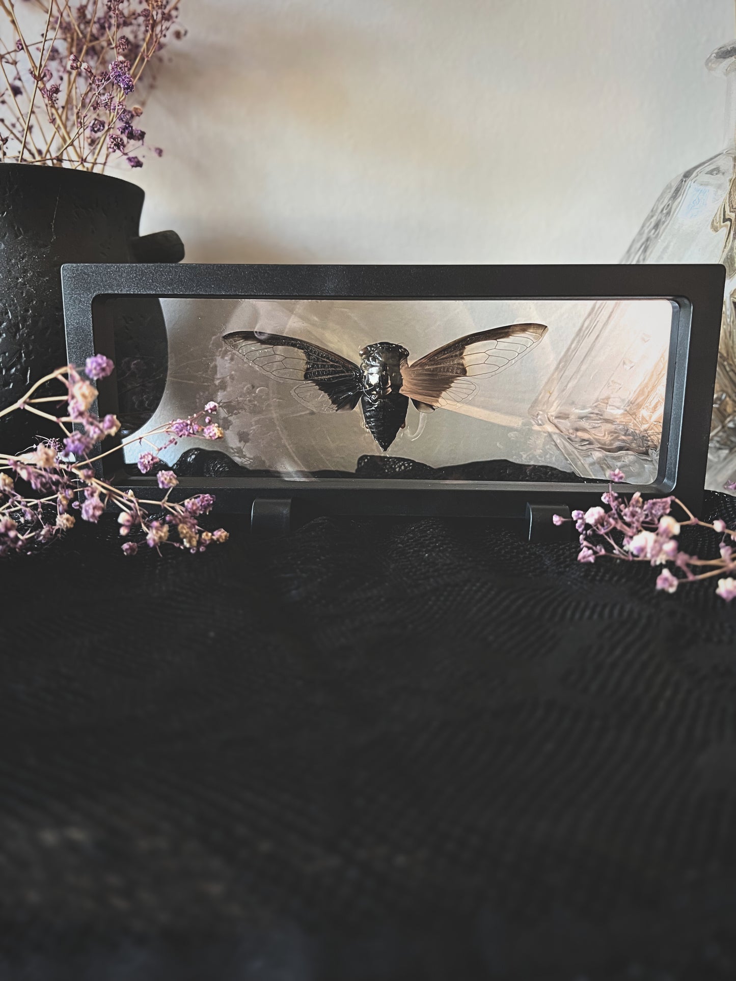 Batwing Cicada (Cryptotympana Aquila) in Display Case