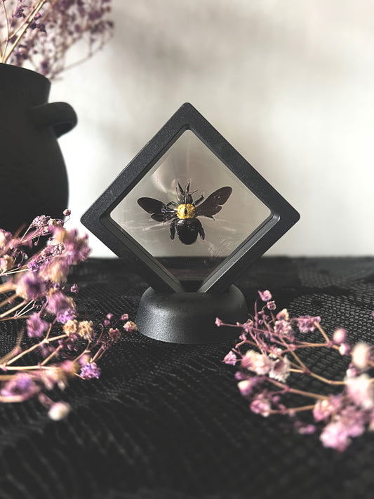 Yellow Carpenter Bee (Xylocopa Aestuans) in Display Case | Female