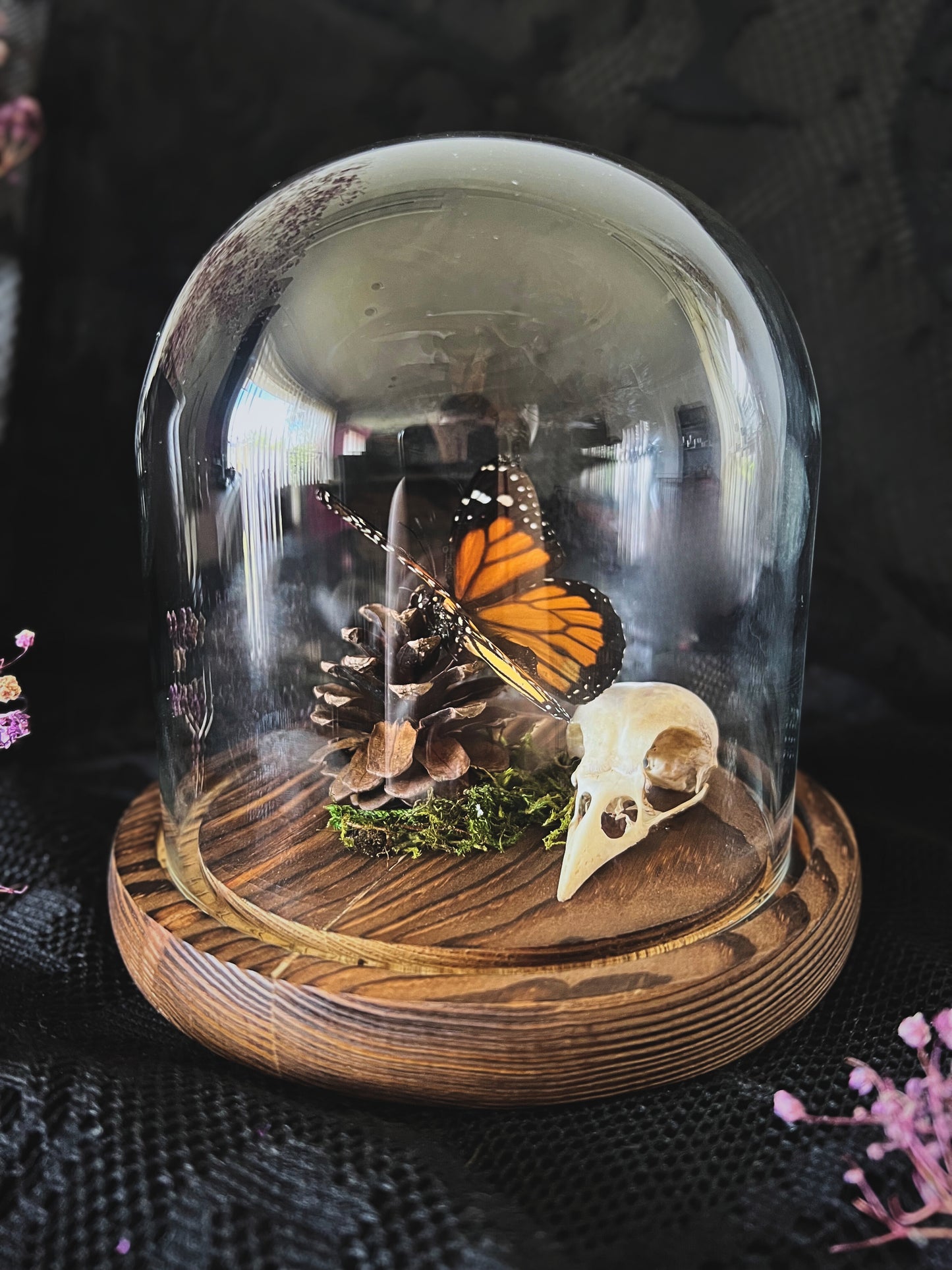 Monarch Butterfly (Danaus Plexippus) & Magpie Skull (Pica Pica) in Glass Dome