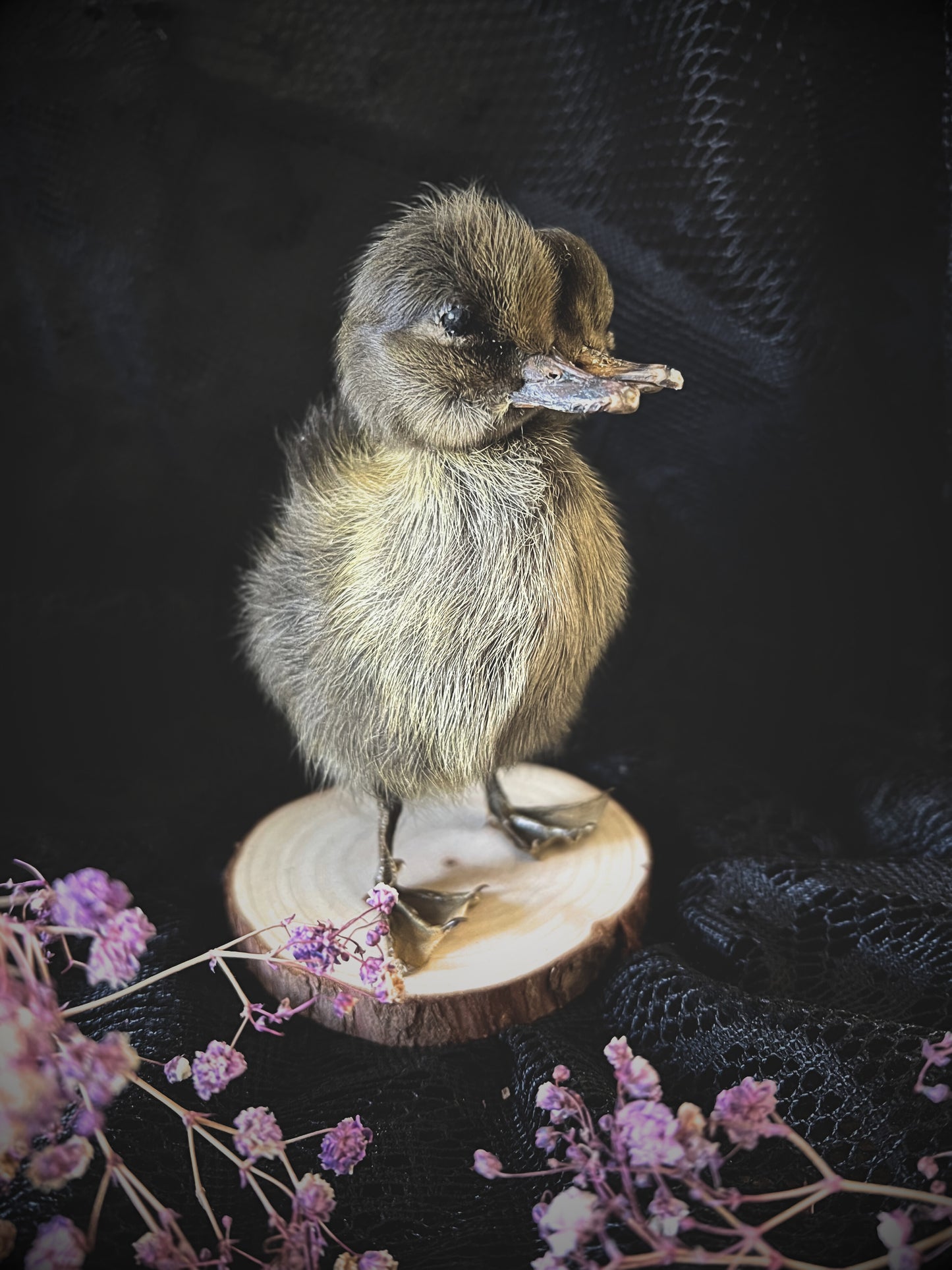 Two-Headed Taxidermy Brown Duckling on Natural Wood Slice