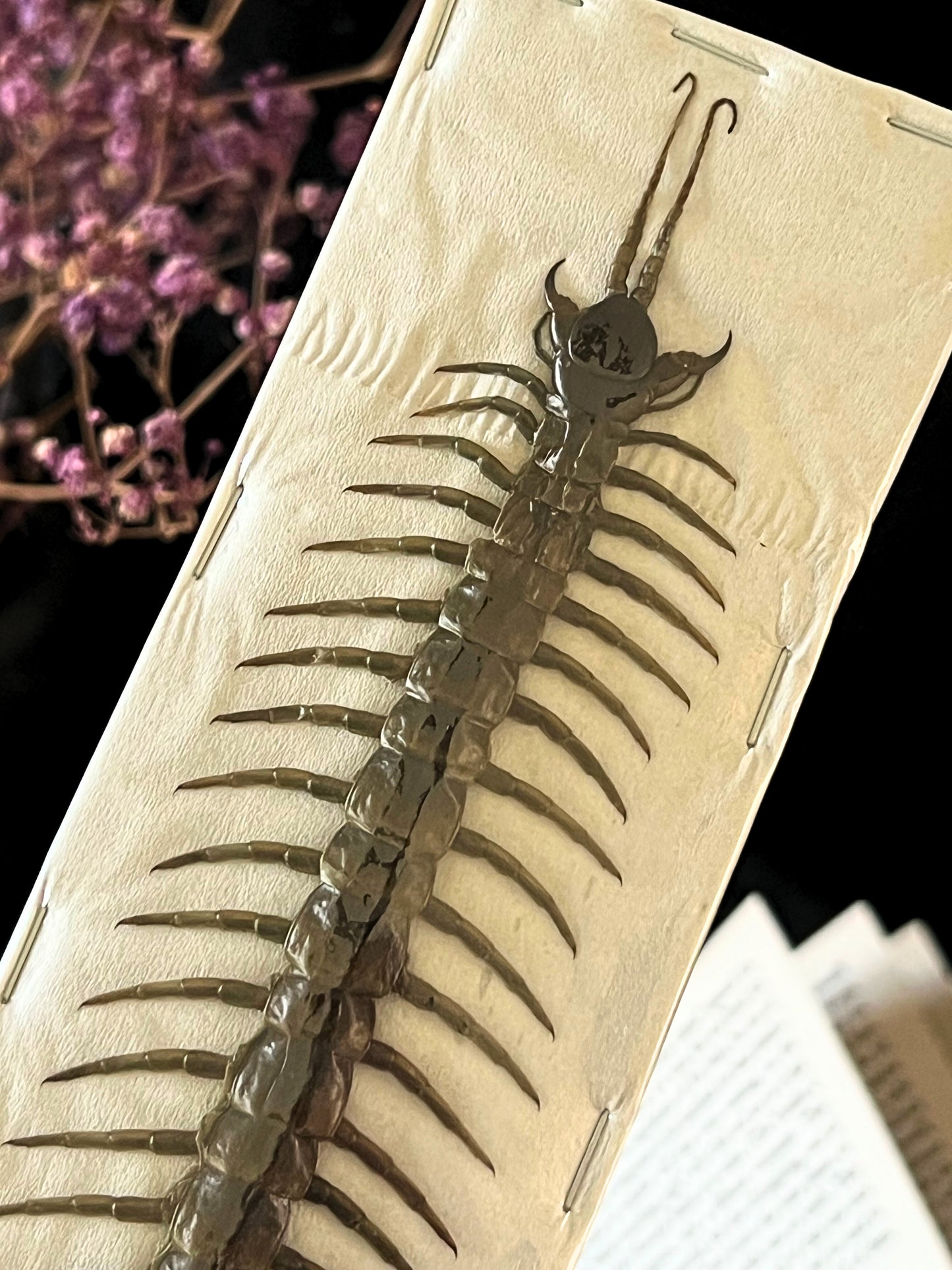 Amazonian Giant Centipede (Scolopendra Piceoflava) Undisplayed Specimen