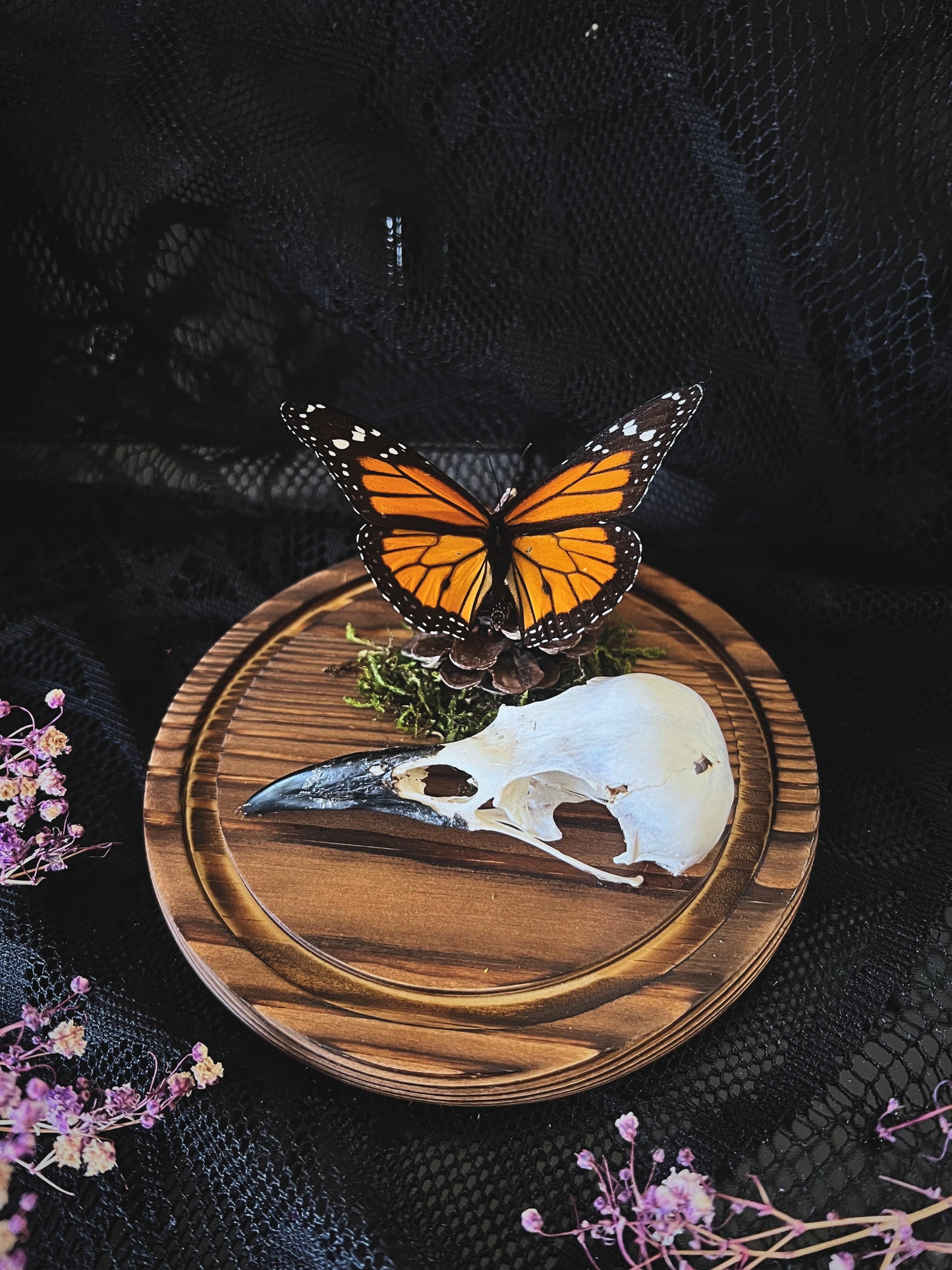Monarch Butterfly (Danaus Plexippus) & Crow Skull (Corvus Corone) in Glass Dome