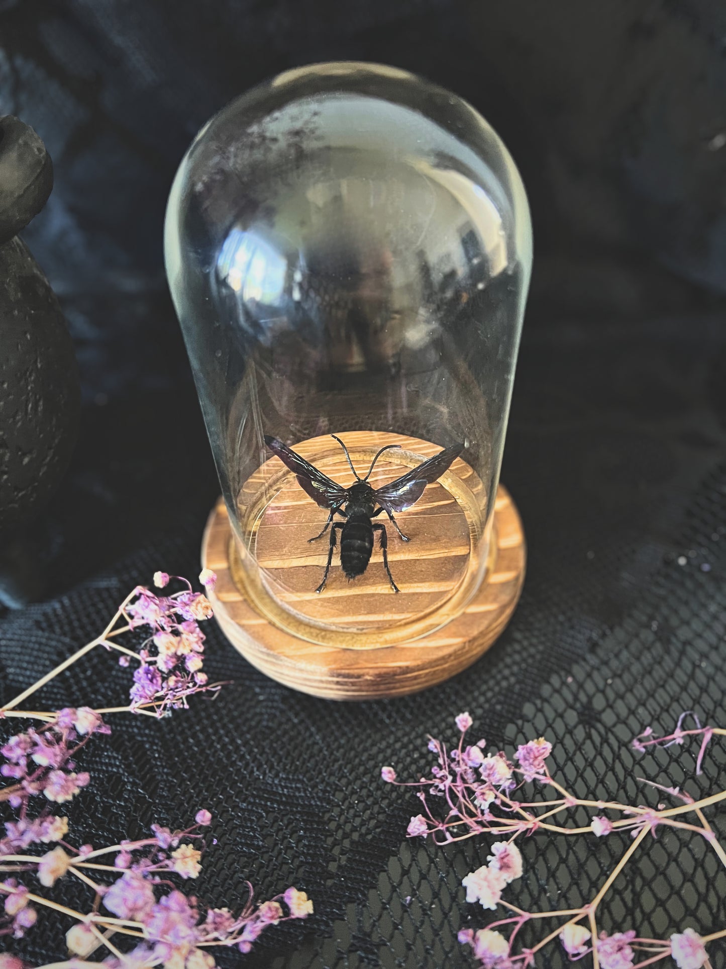 Giant Iridescent Hornet (Megascolia Velutina Ducalis) in a Glass Dome