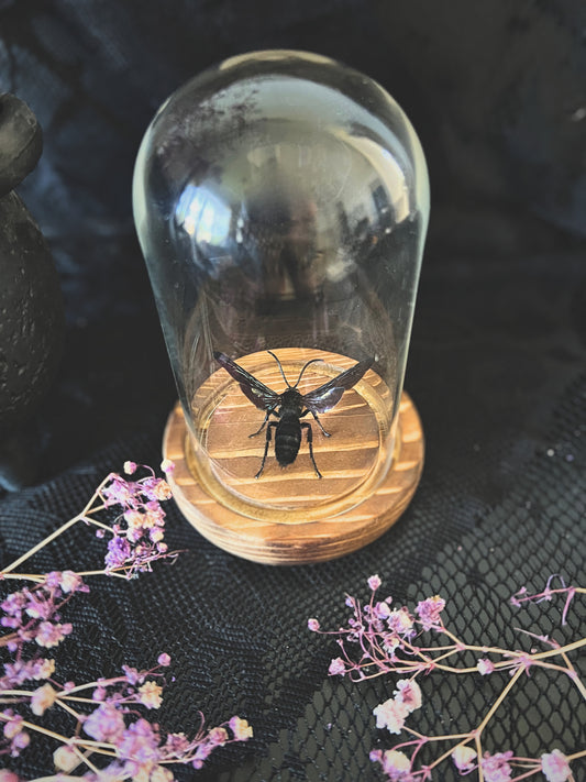 Giant Iridescent Hornet (Megascolia Velutina Ducalis) in a Glass Dome