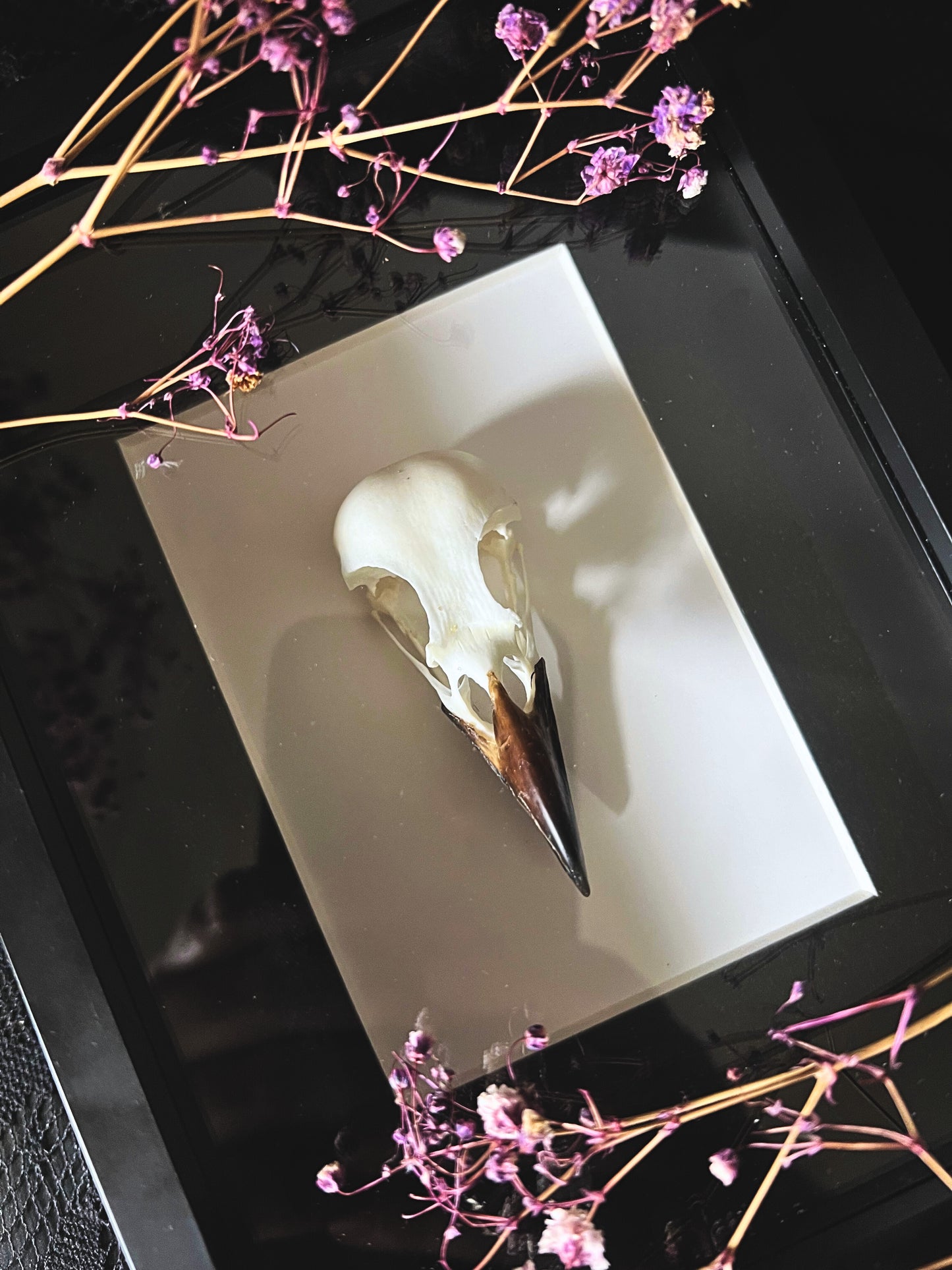 Eurasian magpie skull in shadow box frame