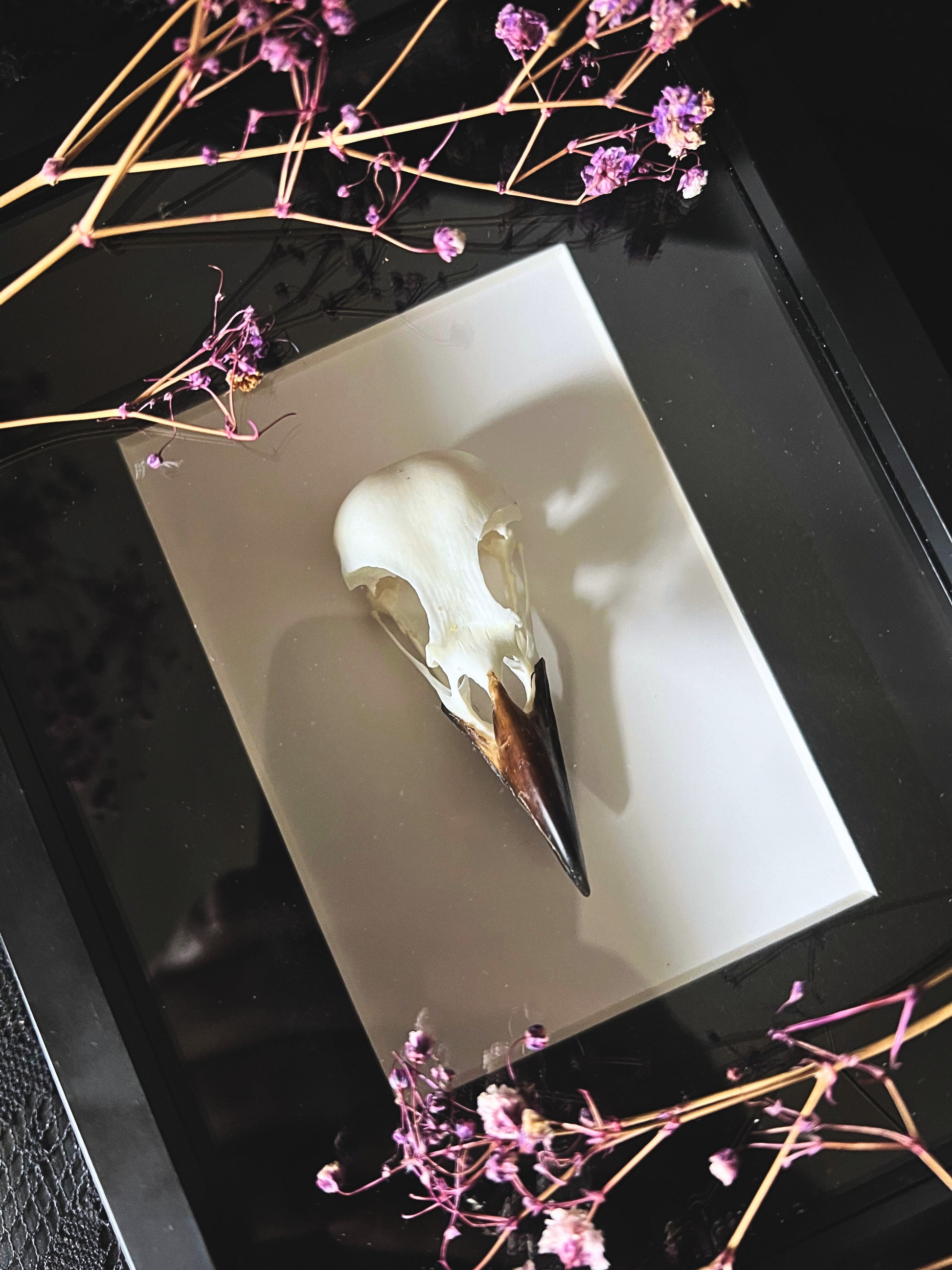 Eurasian magpie skull in shadow box frame