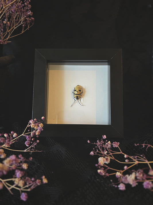 Death Head Bug (Eucorysses Grandis) in Shadow Box Frame