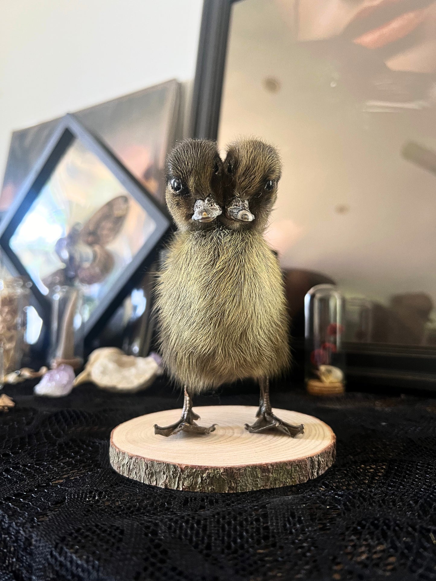 Two-Headed Taxidermy Brown Duckling on Natural Wood Slice