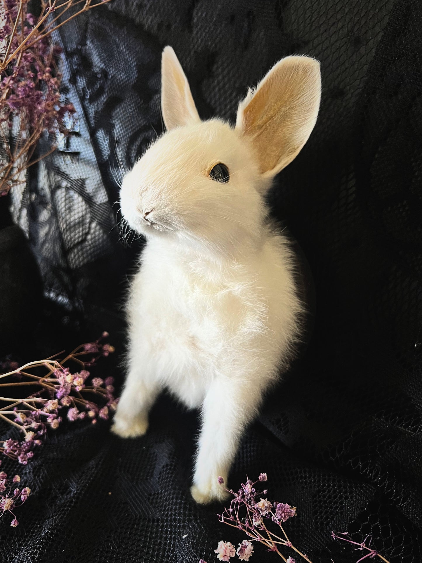 Taxidermy Bunny Head - Wall Plaque - White