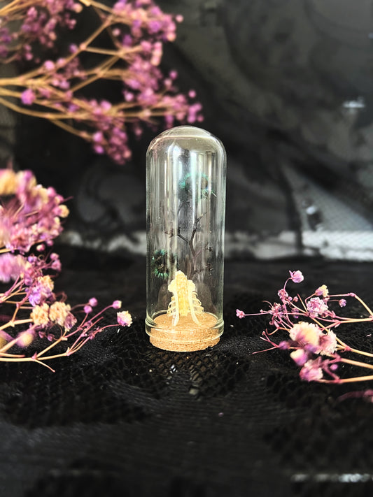 Small Minivet (Pericrocotus Cinnamomeus) Bird Ribcage & Blue Stirlingia Flower in Glass Vial