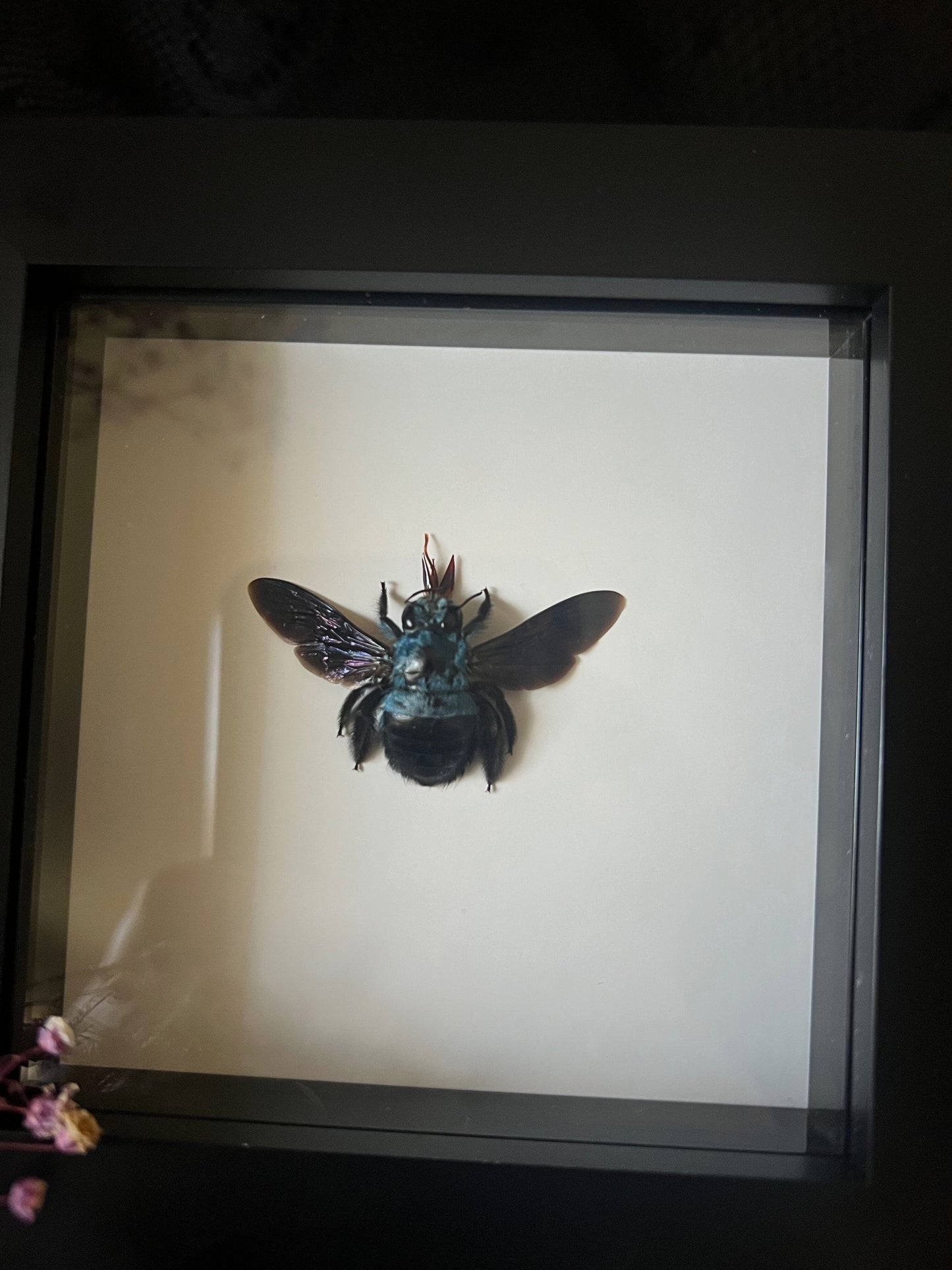 Blue Carpenter Bee (Xylocopa Caerulea) in Shadow Box Frame | Female