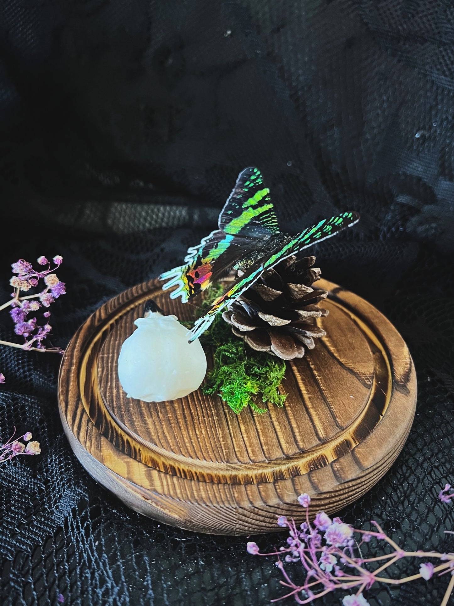 Madagascan Sunset Moth (Urania Ripheus, Chrysiridia Rhipheus) & Magpie Skull (Pica Pica) in Glass Dome