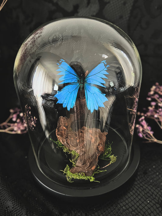 Blue Mountain Swallowtail Butterfly (Papilio Ulysses) in Glass Dome