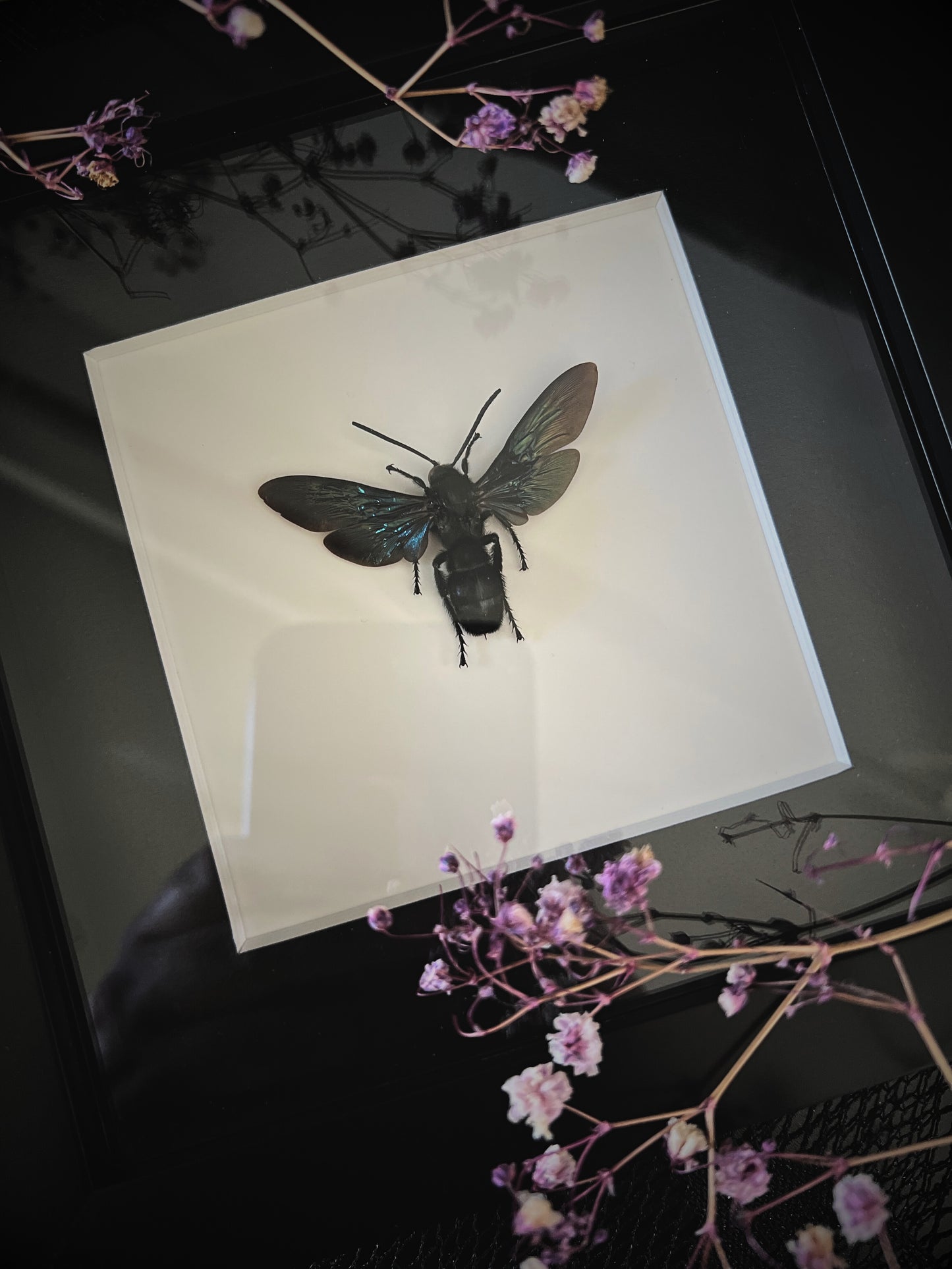 Giant Iridescent Hornet (Megascolia Velutina Ducalis) in Shadow Box Frame