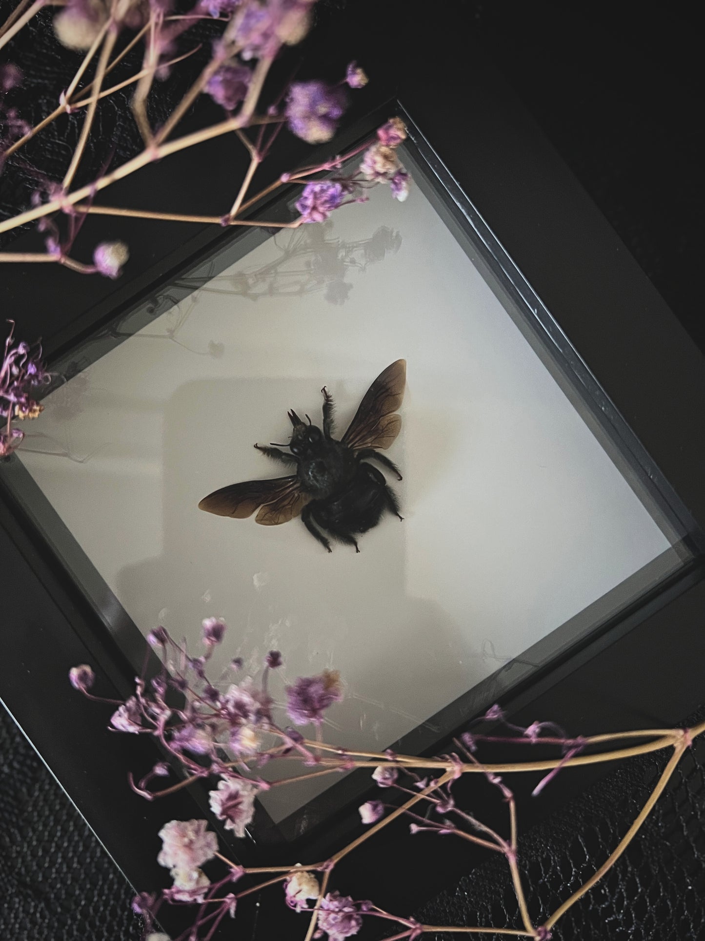 Blue Carpenter Bee (Xylocopa Caerulea) in Shadow Box Frame | Male