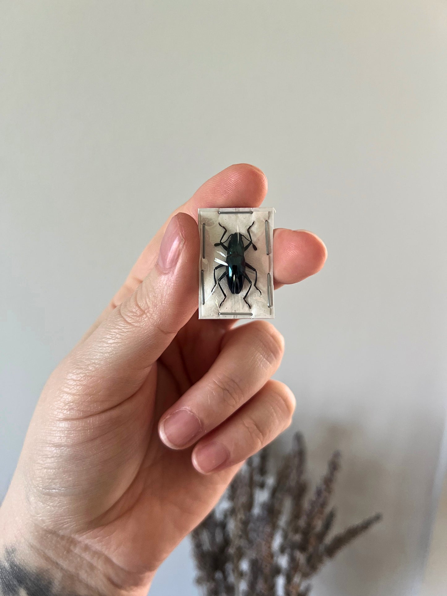 Fungus Beetle (Coptengis Sheppardi) Undisplayed Specimen