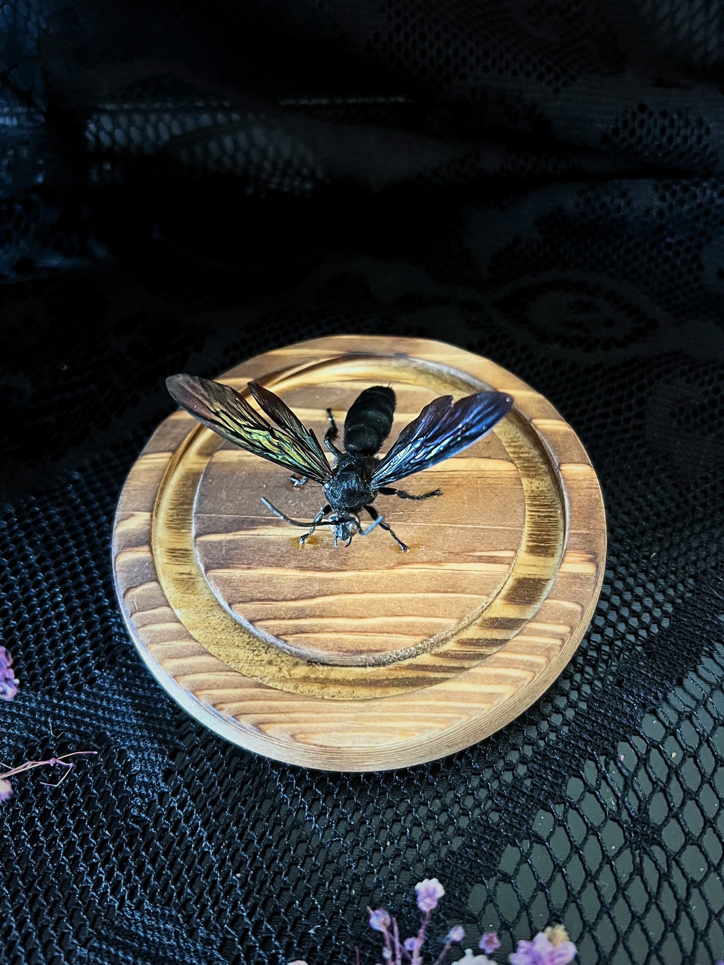Giant Iridescent Hornet (Megascolia Velutina Ducalis) in a Glass Dome